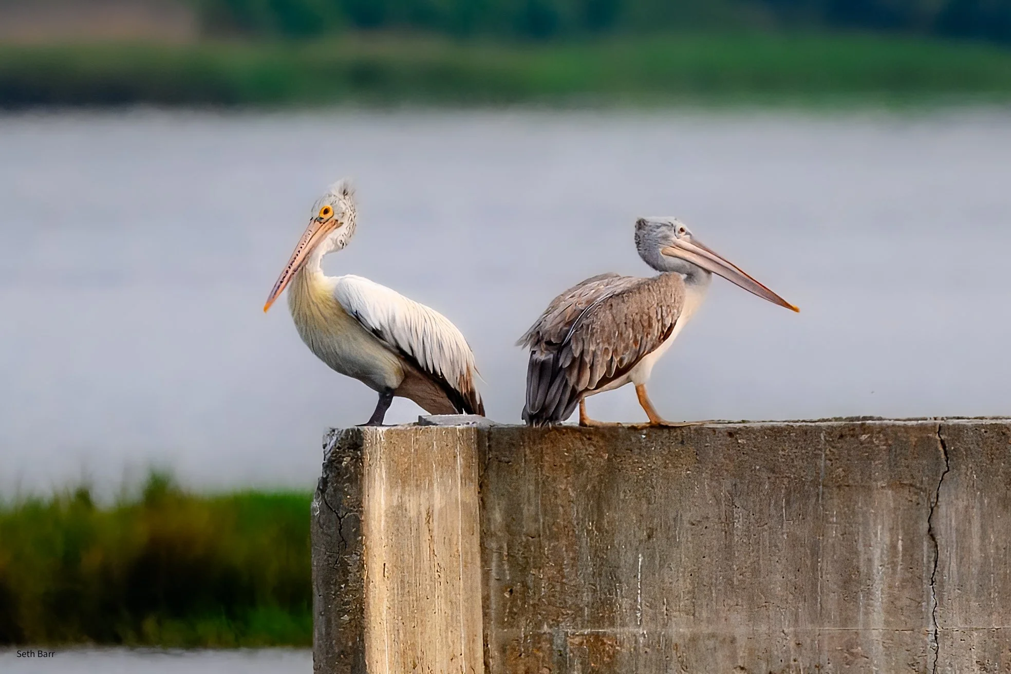 Spot-Billed Pelican