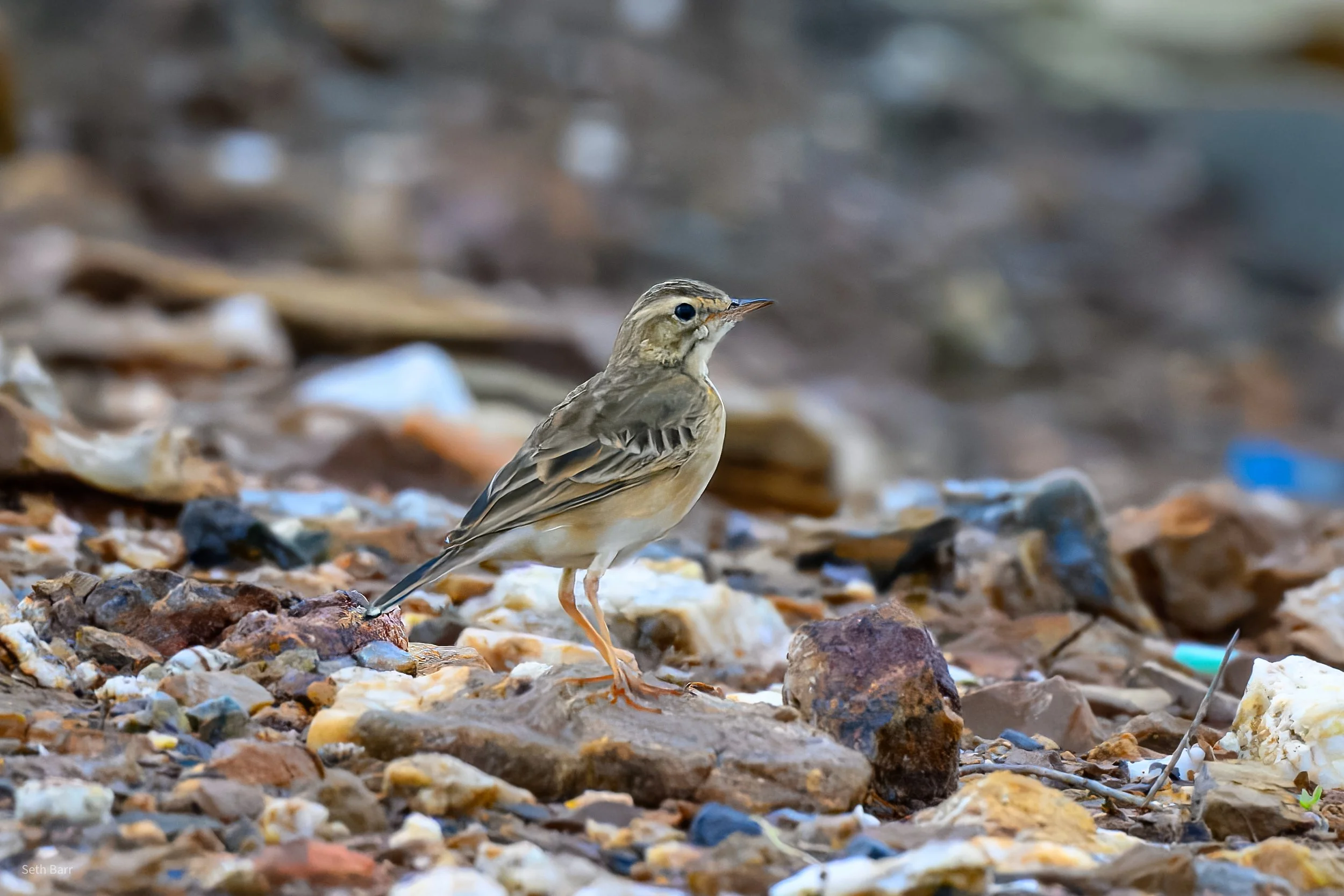 Paddyfield Pipit