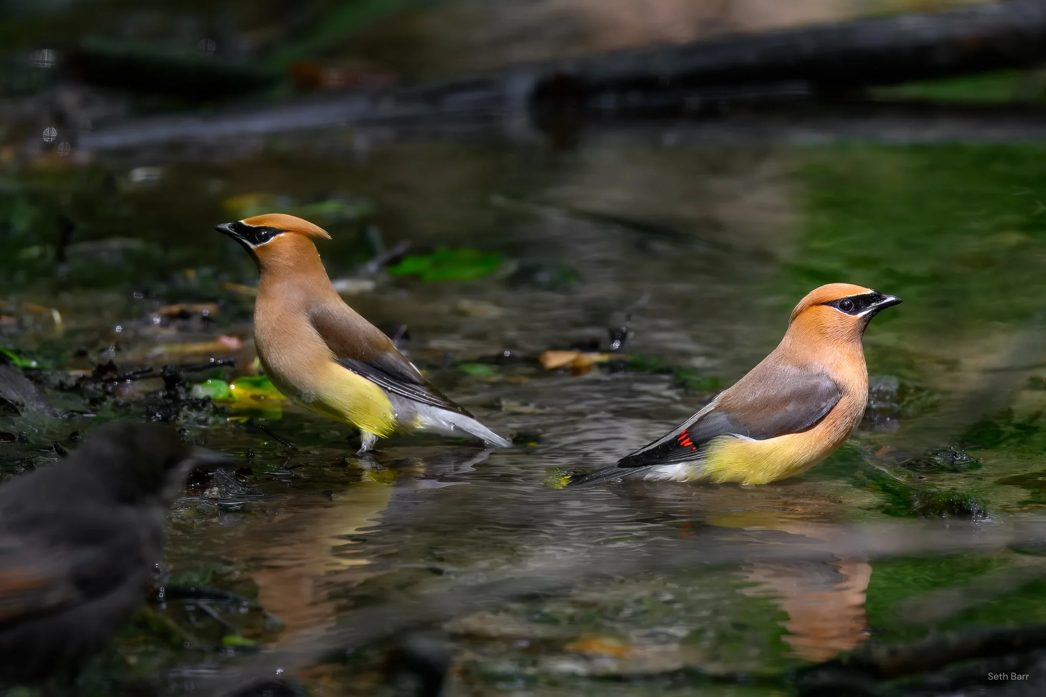Cedar Waxwing