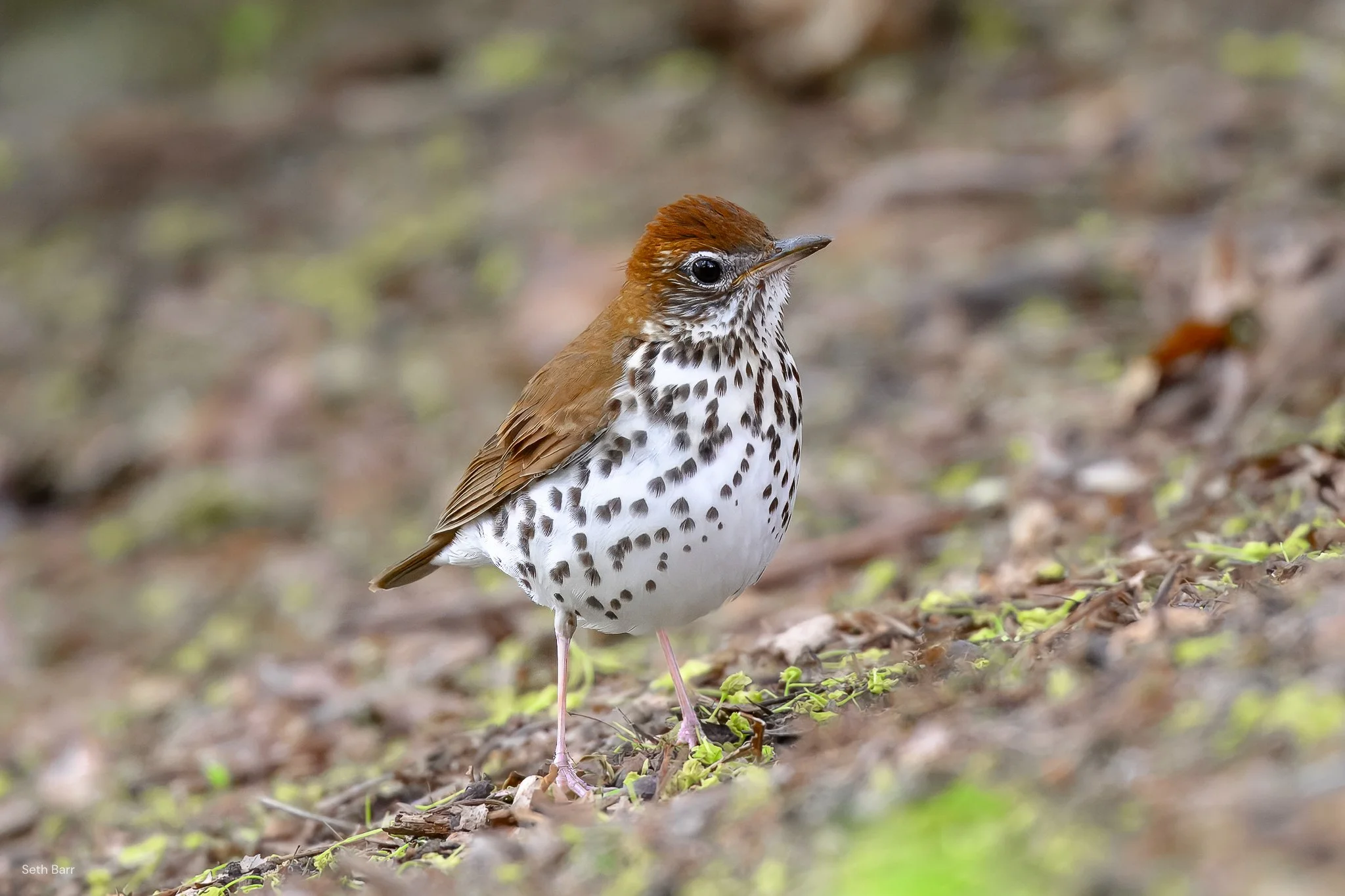 Wood Thrush