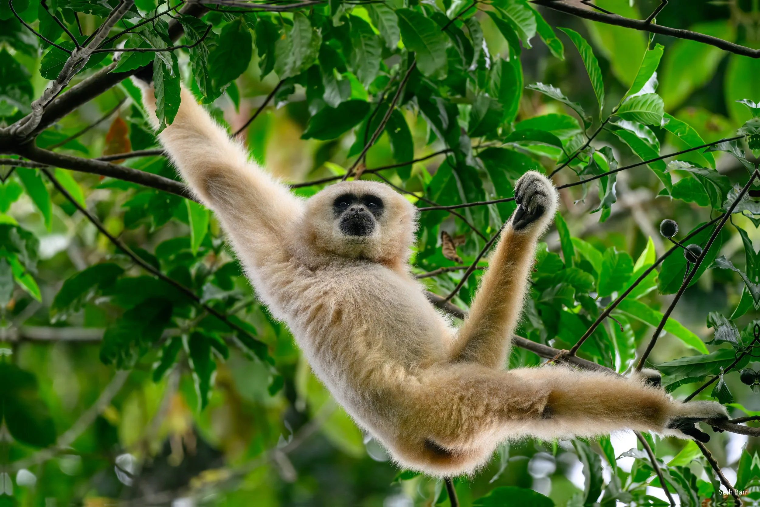 White-Handed Gibbon