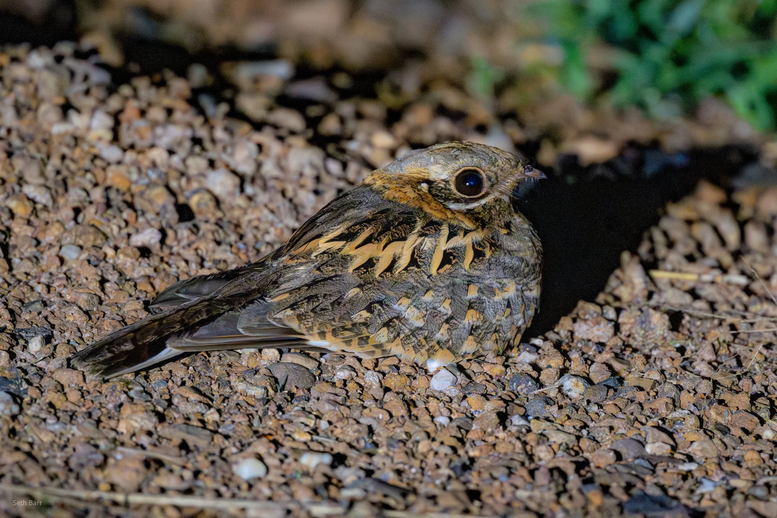 Indian Nightjar