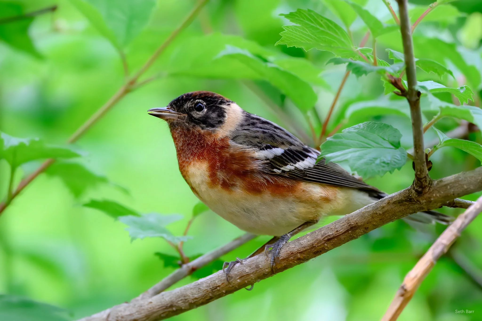 Bay-Breasted Warbler