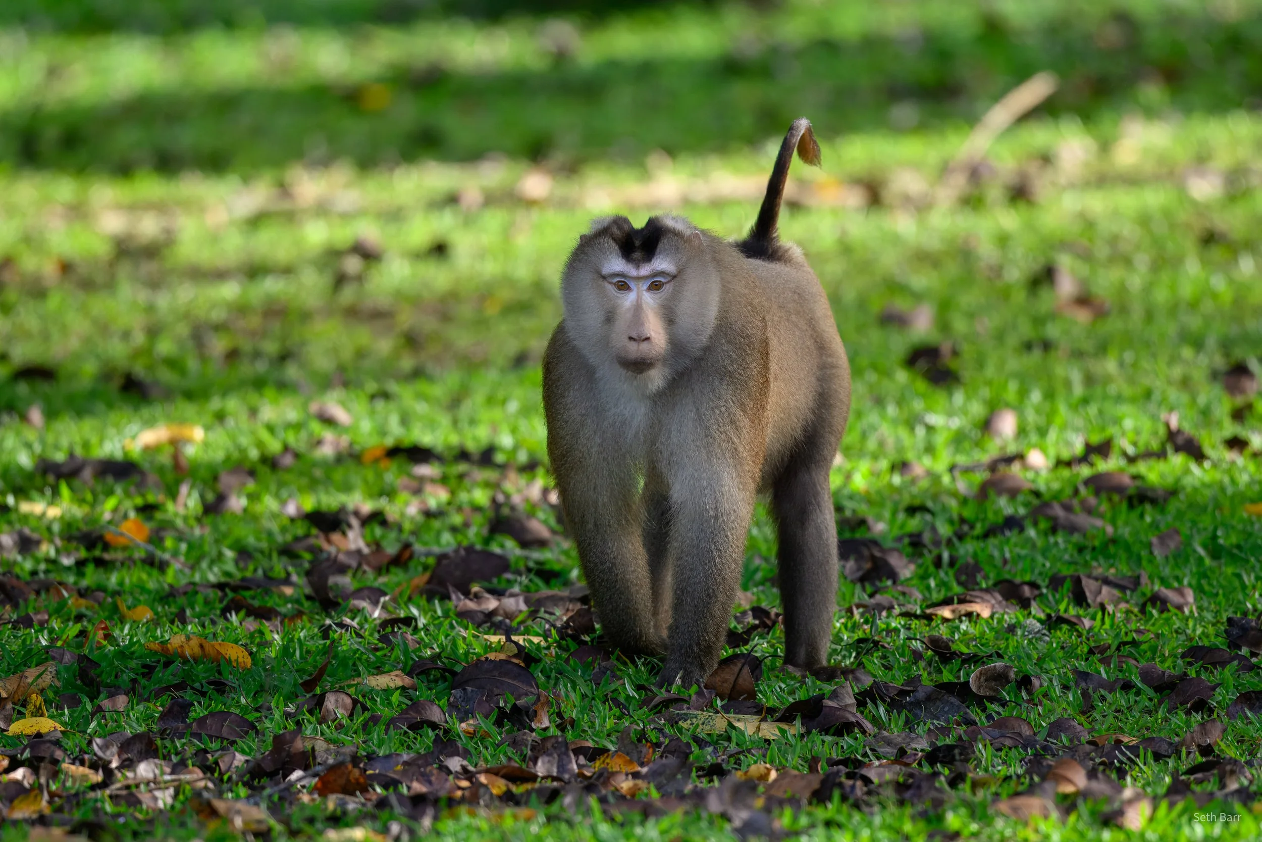 Pig-Tailed Macaque