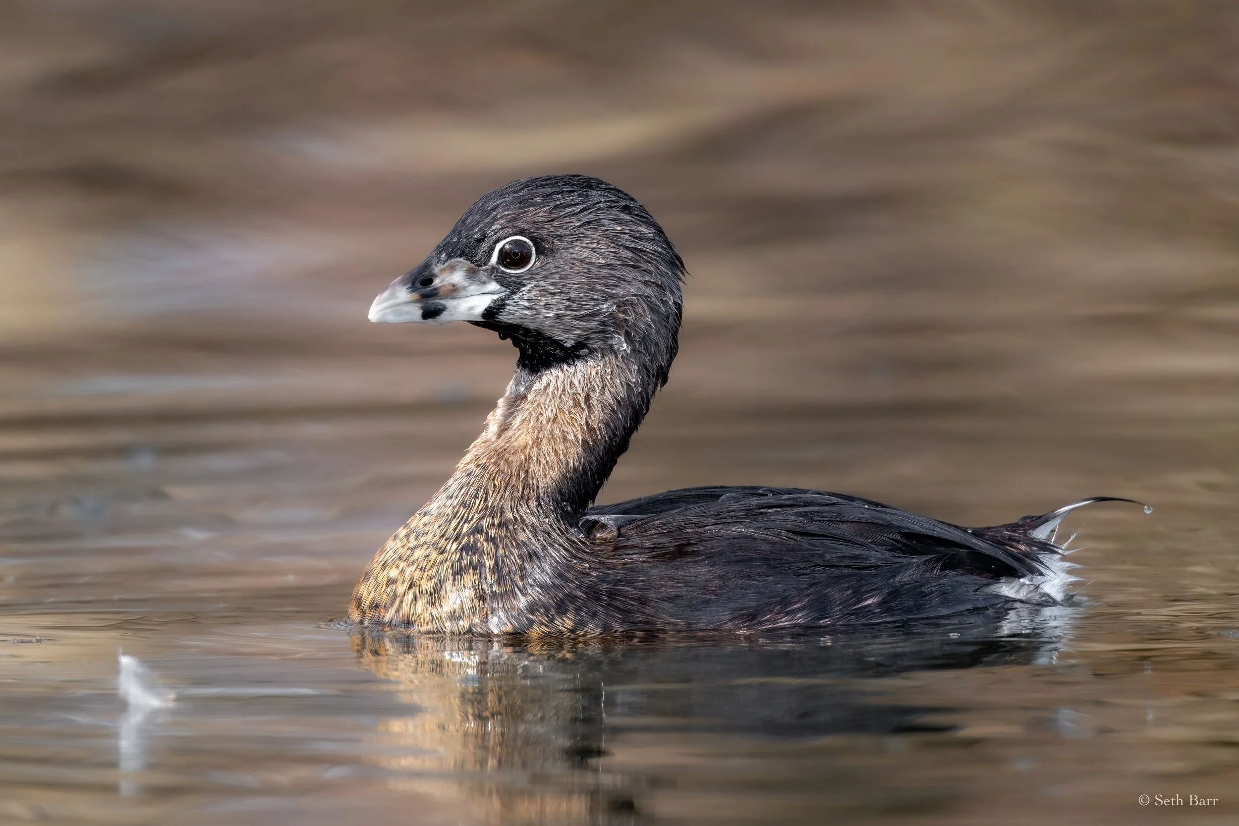 Pied-Billed Grebe