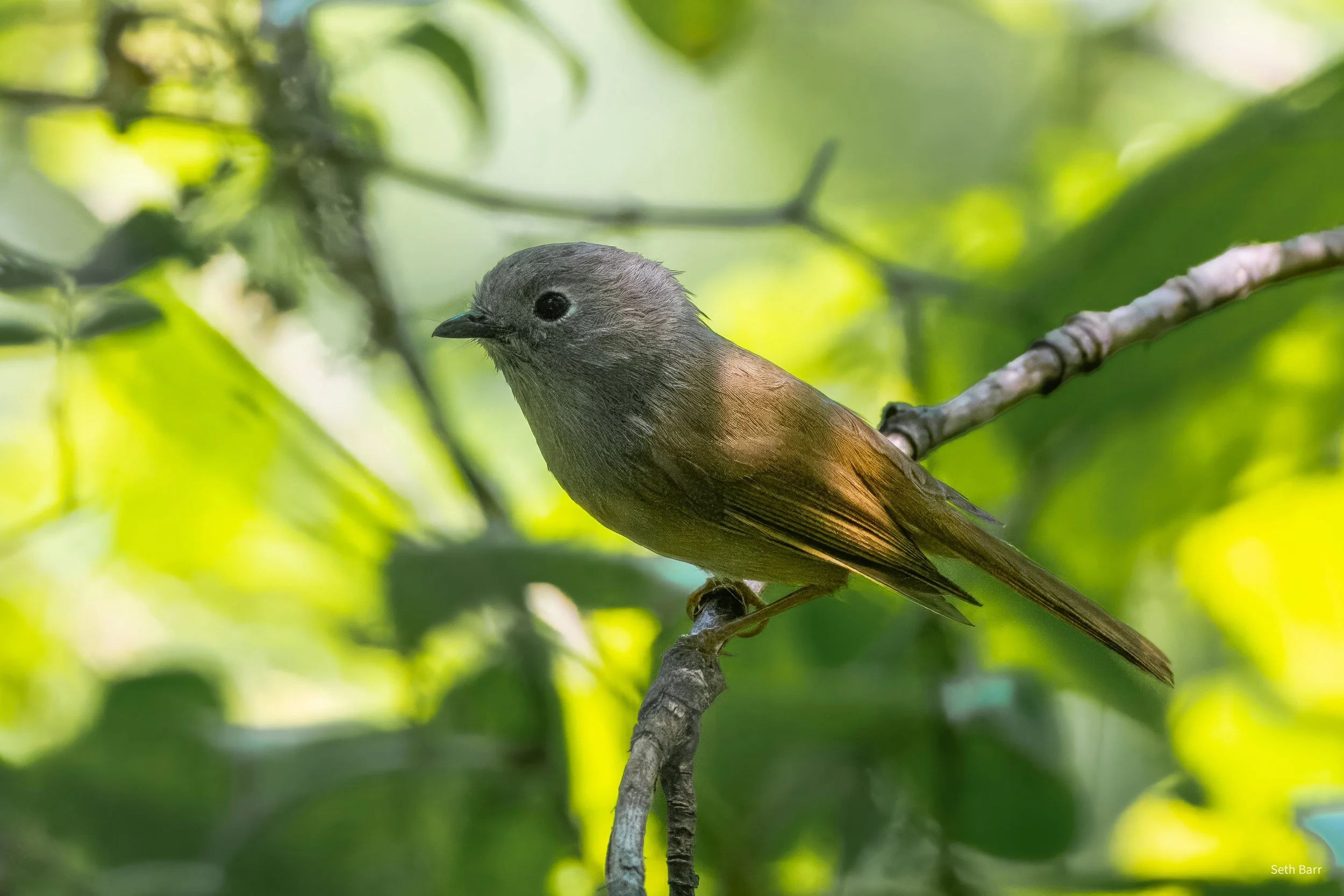David's Fulvetta - Shaanxi Province