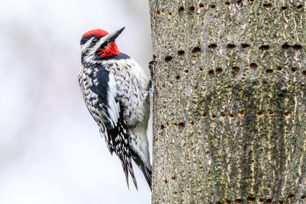 Yellow-Bellied Sapsucker