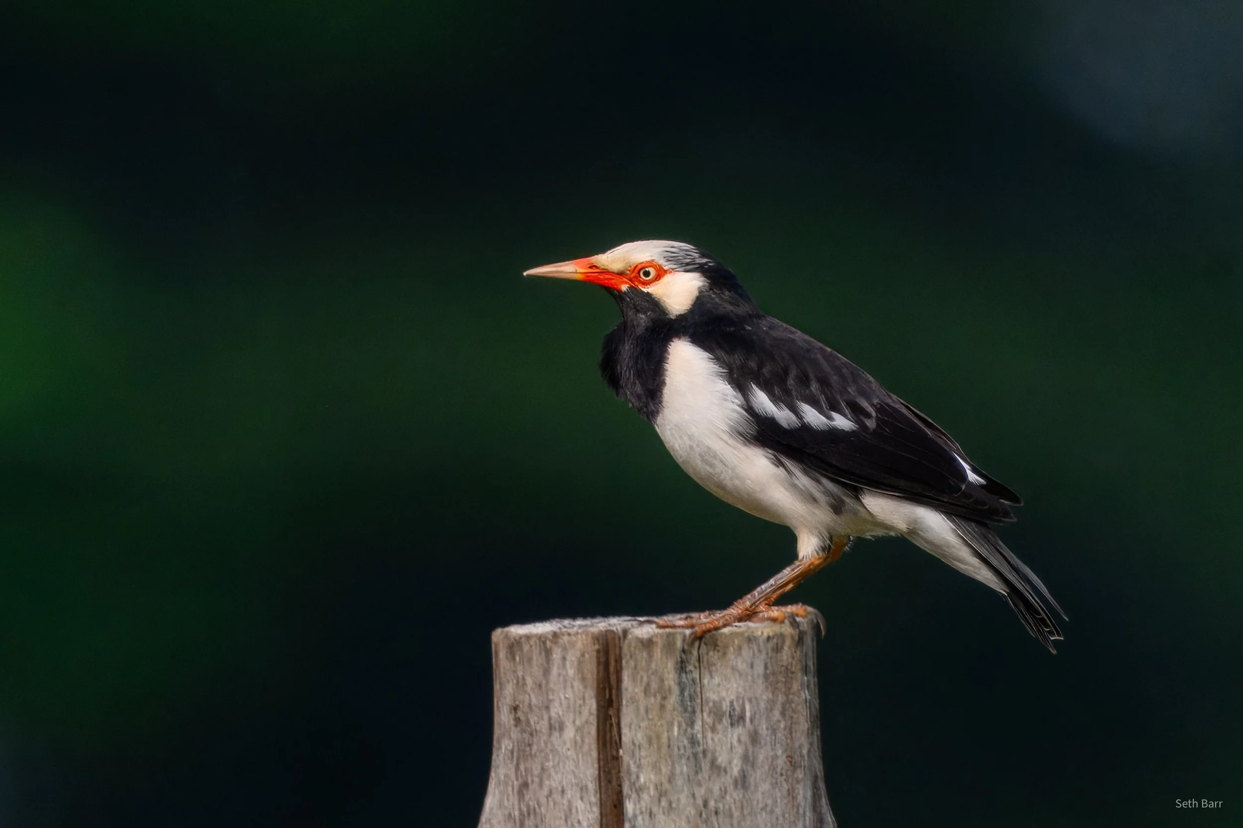 Siamese Pied Starling 