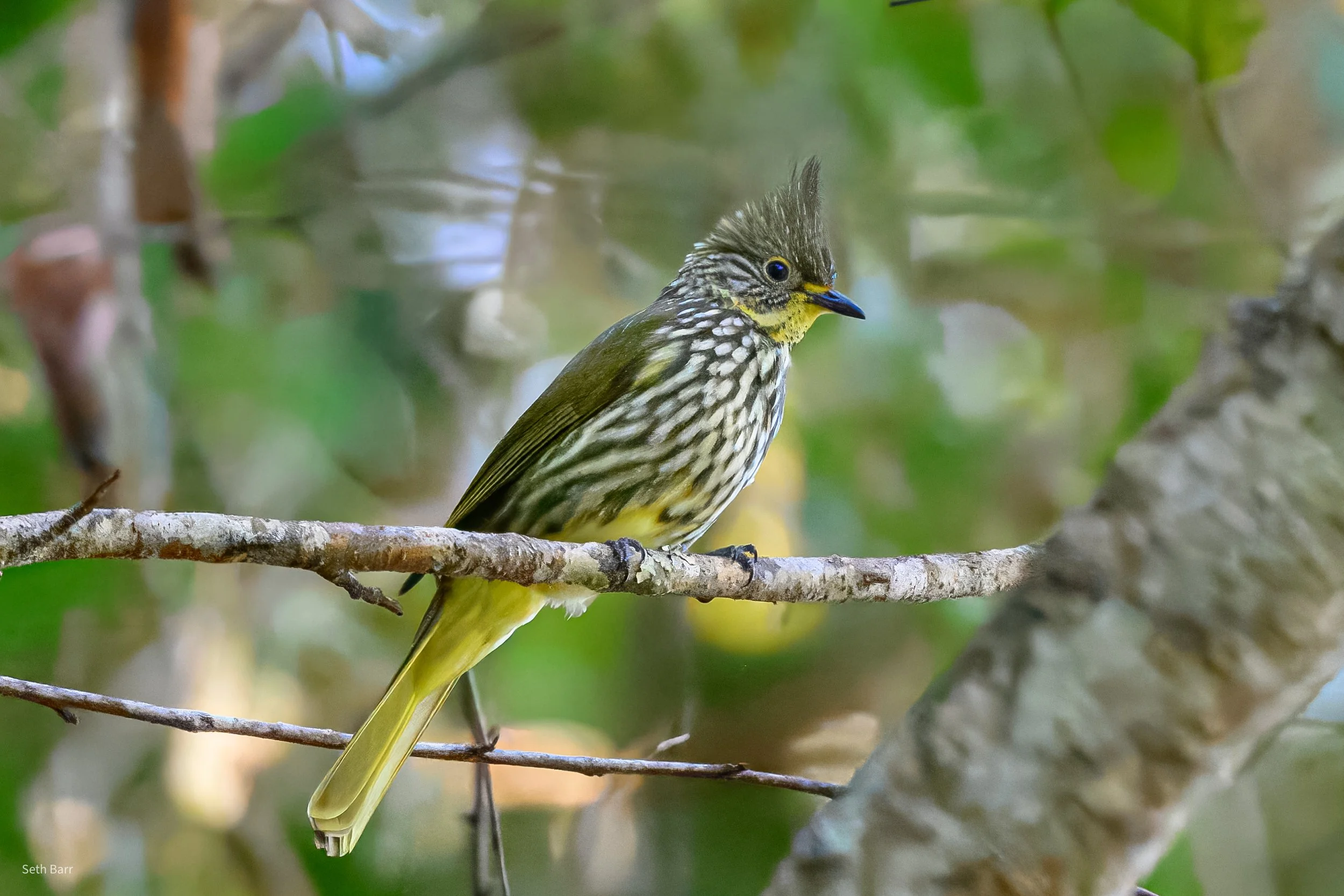 Striated Bulbul