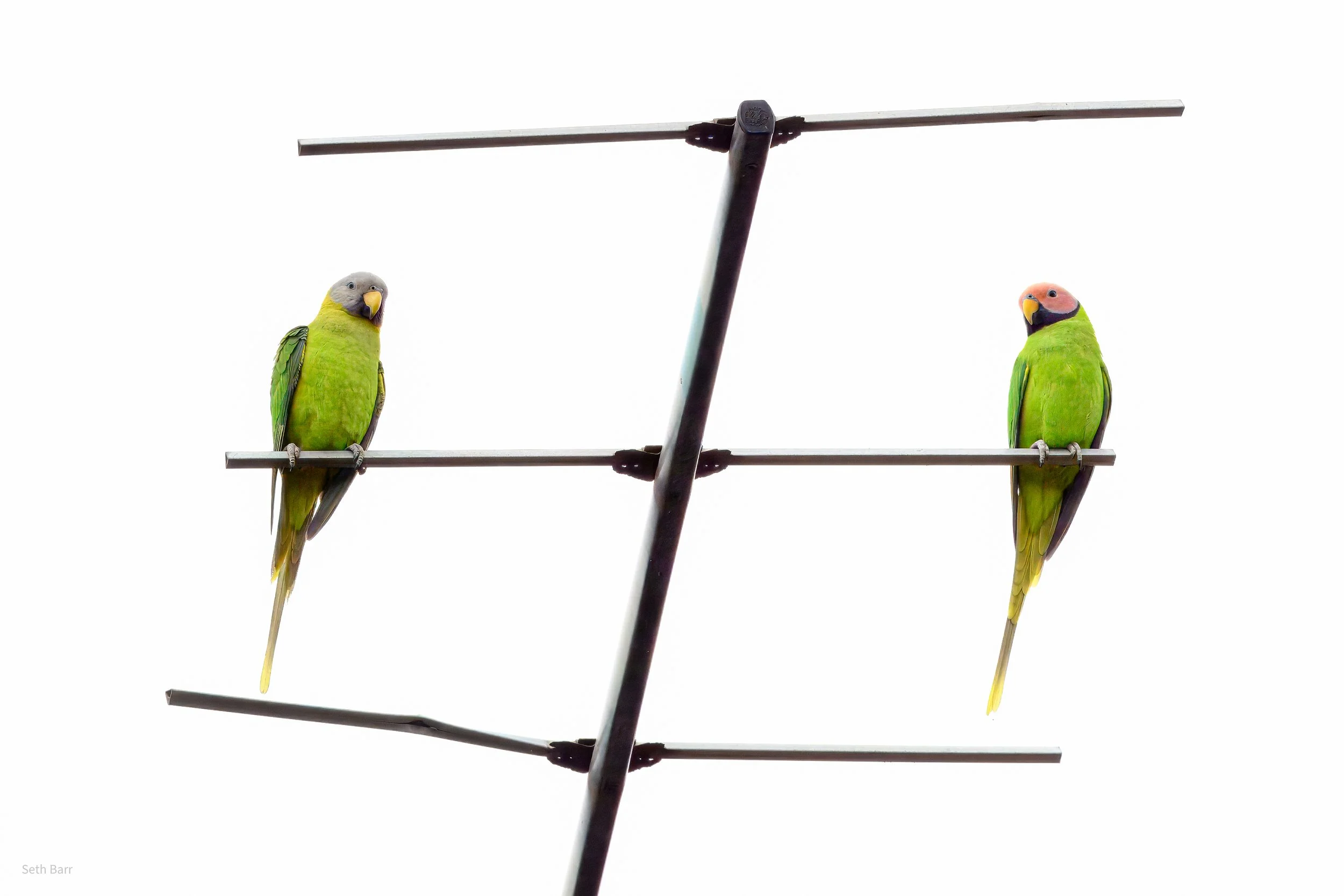 Blossom Headed Parakeet