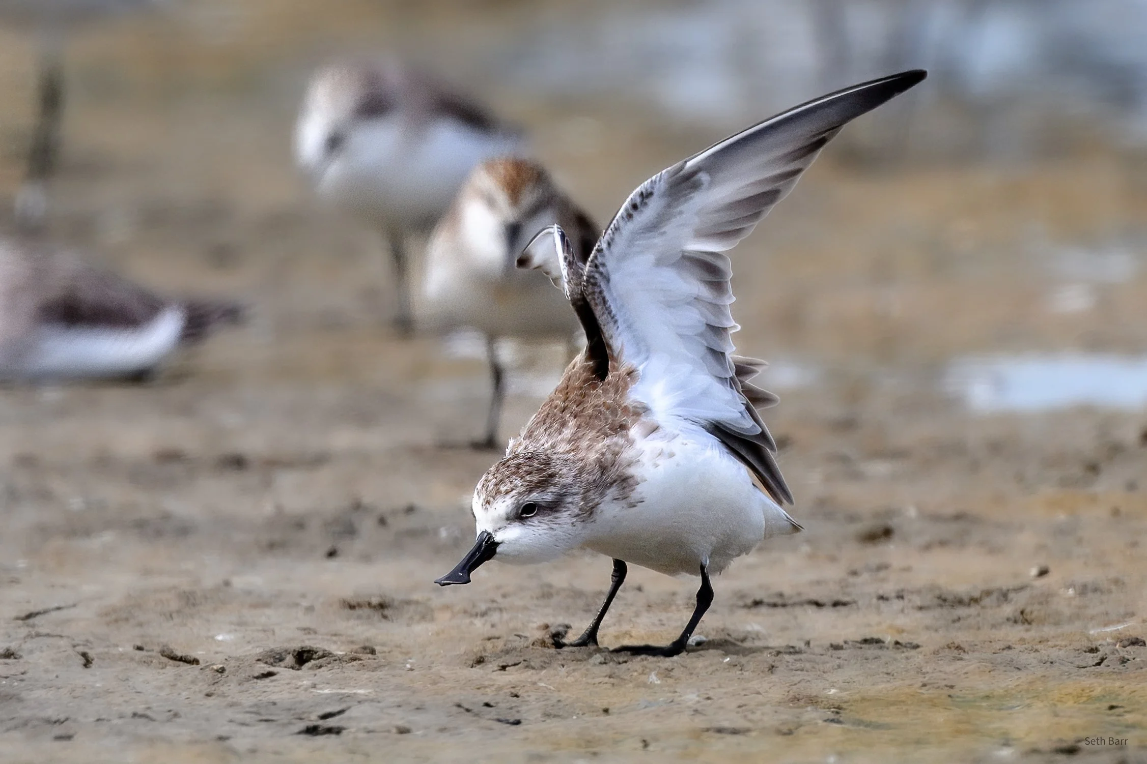 Spoon-Billed Sandpiper