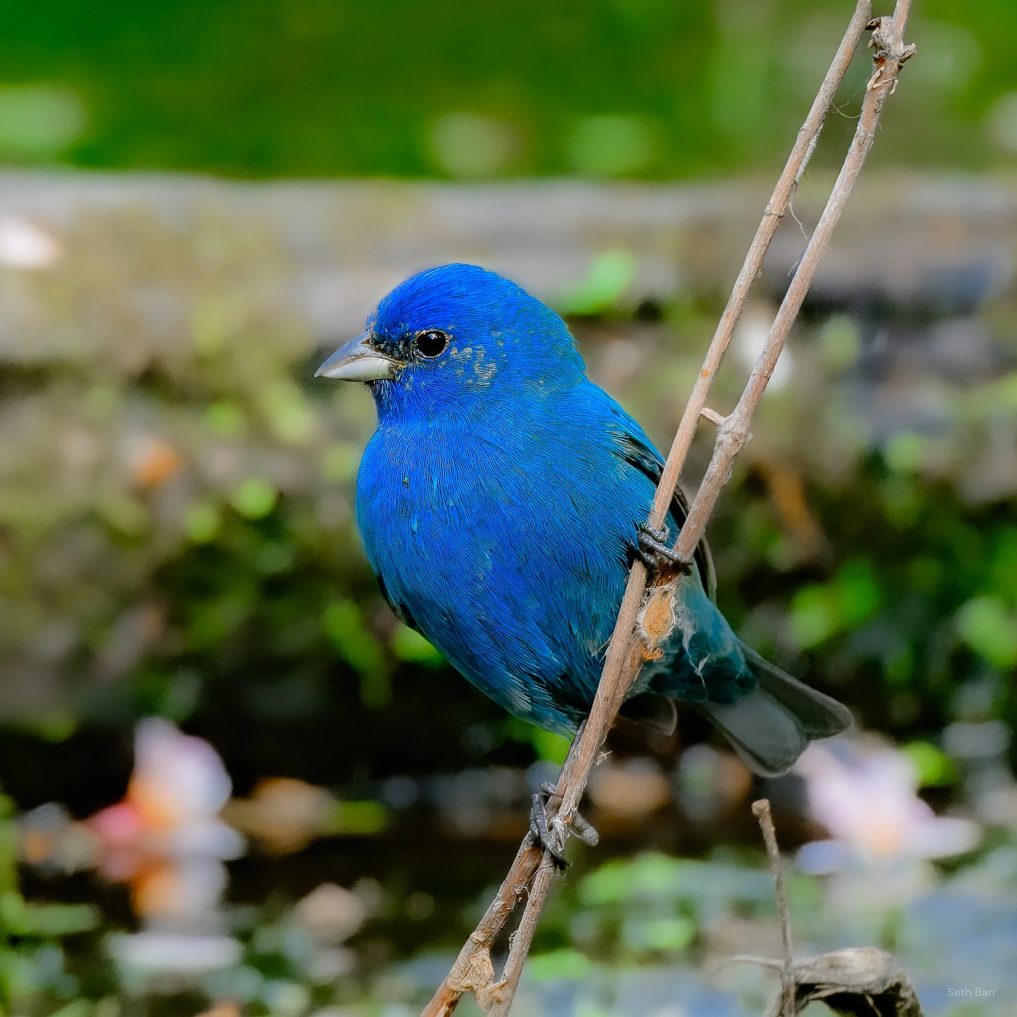 Indigo Bunting