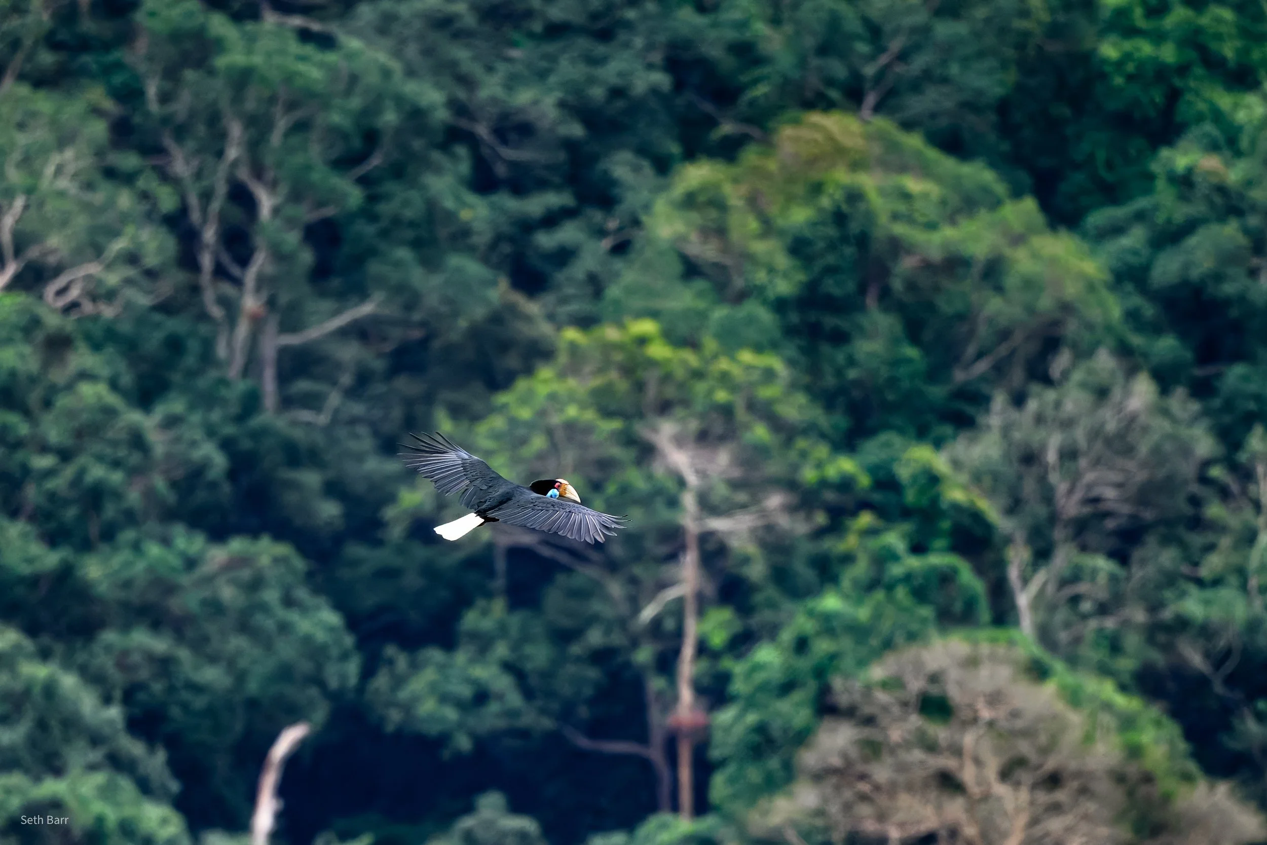 Wreathed Hornbill