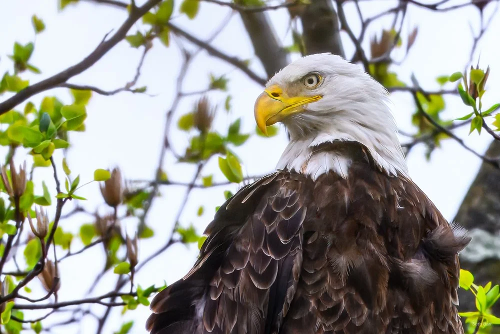 Bald Eagle