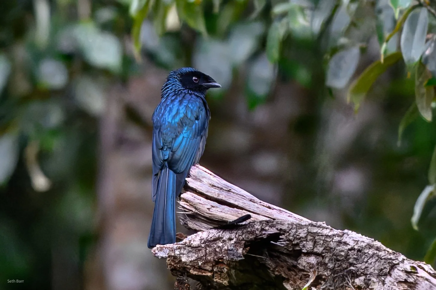 Lesser Racket-Tailed Drongo