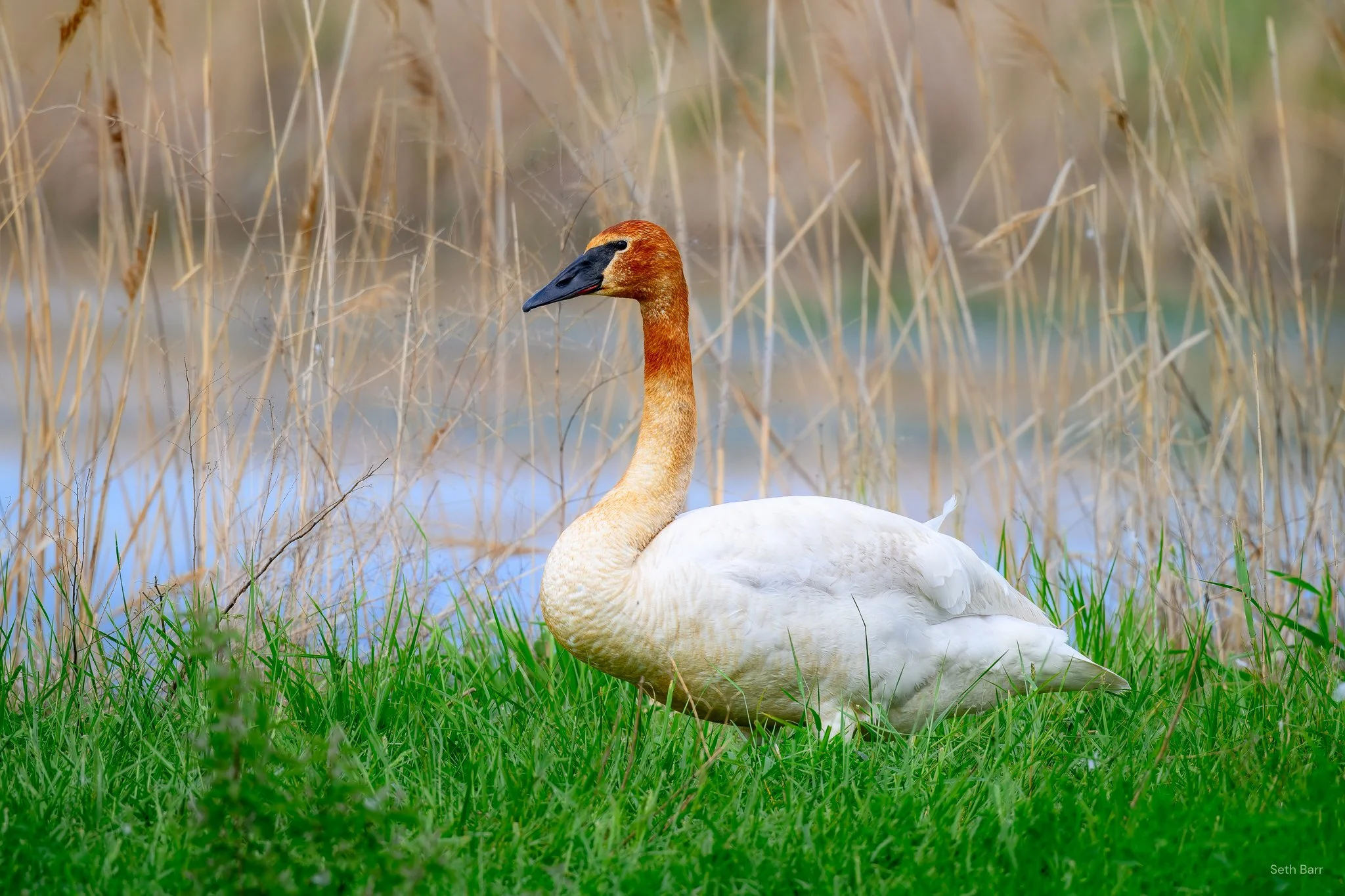 Trumpeter Swan
