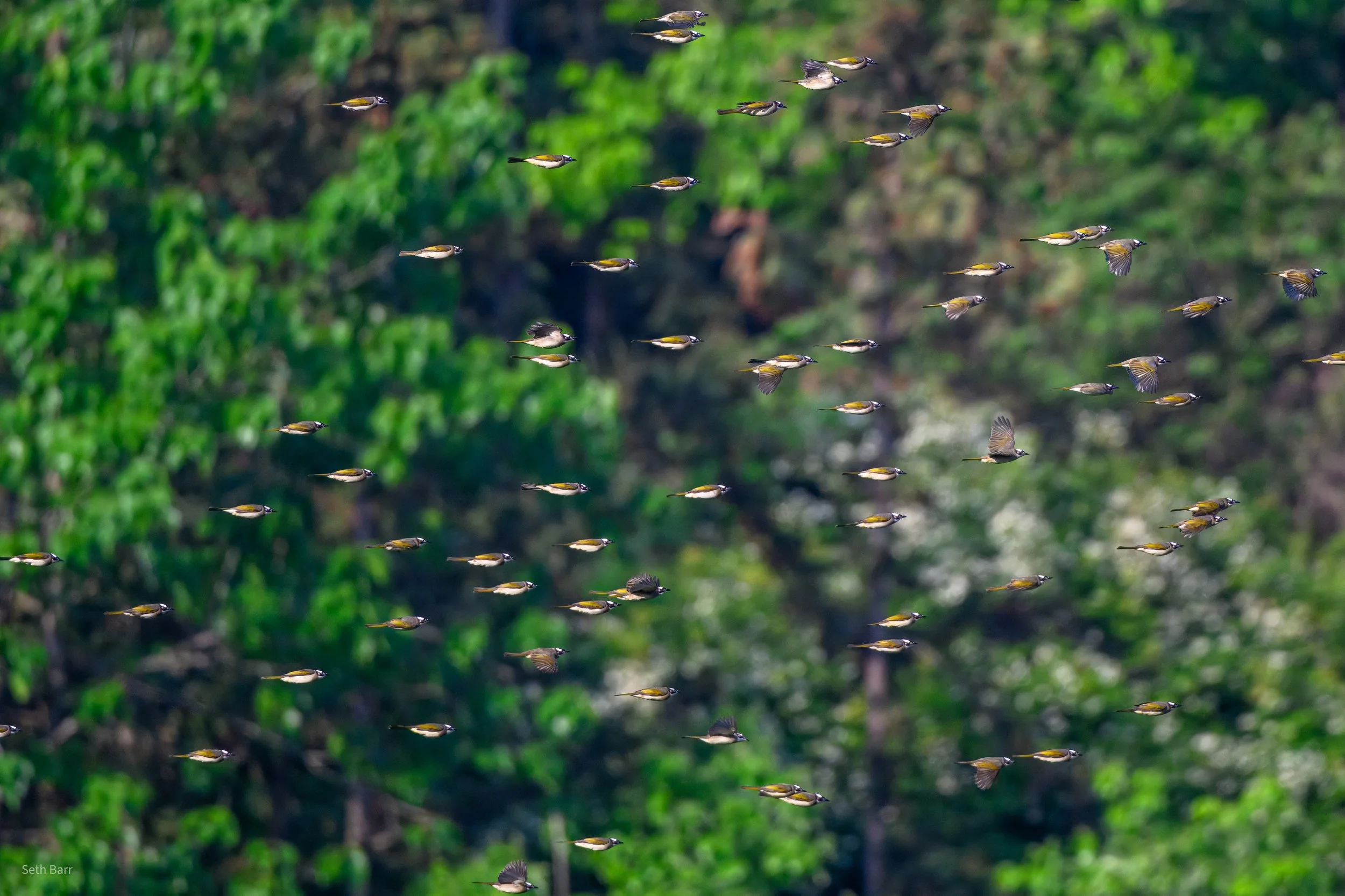 Light-Vented Bulbul - Shaanxi Province