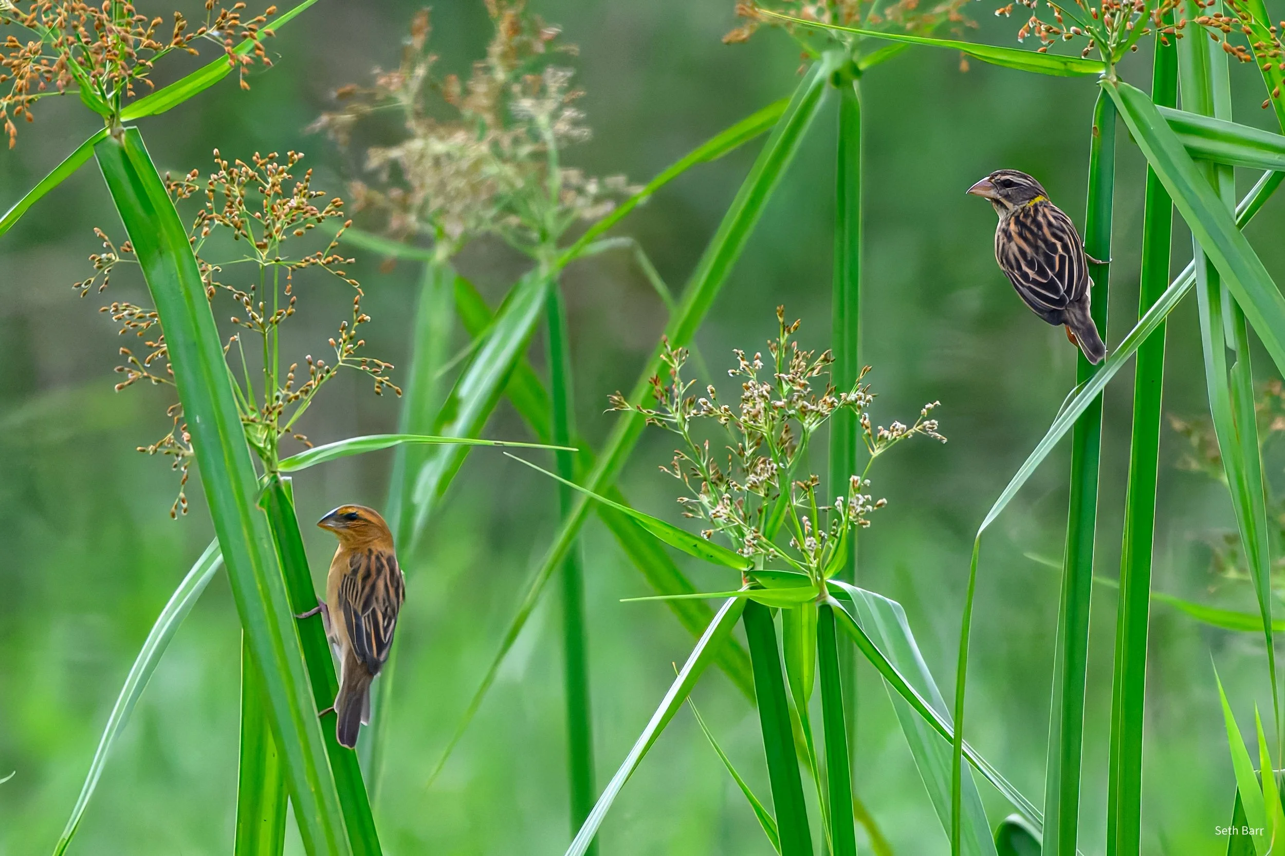 Streaked Asian Golden Weaver