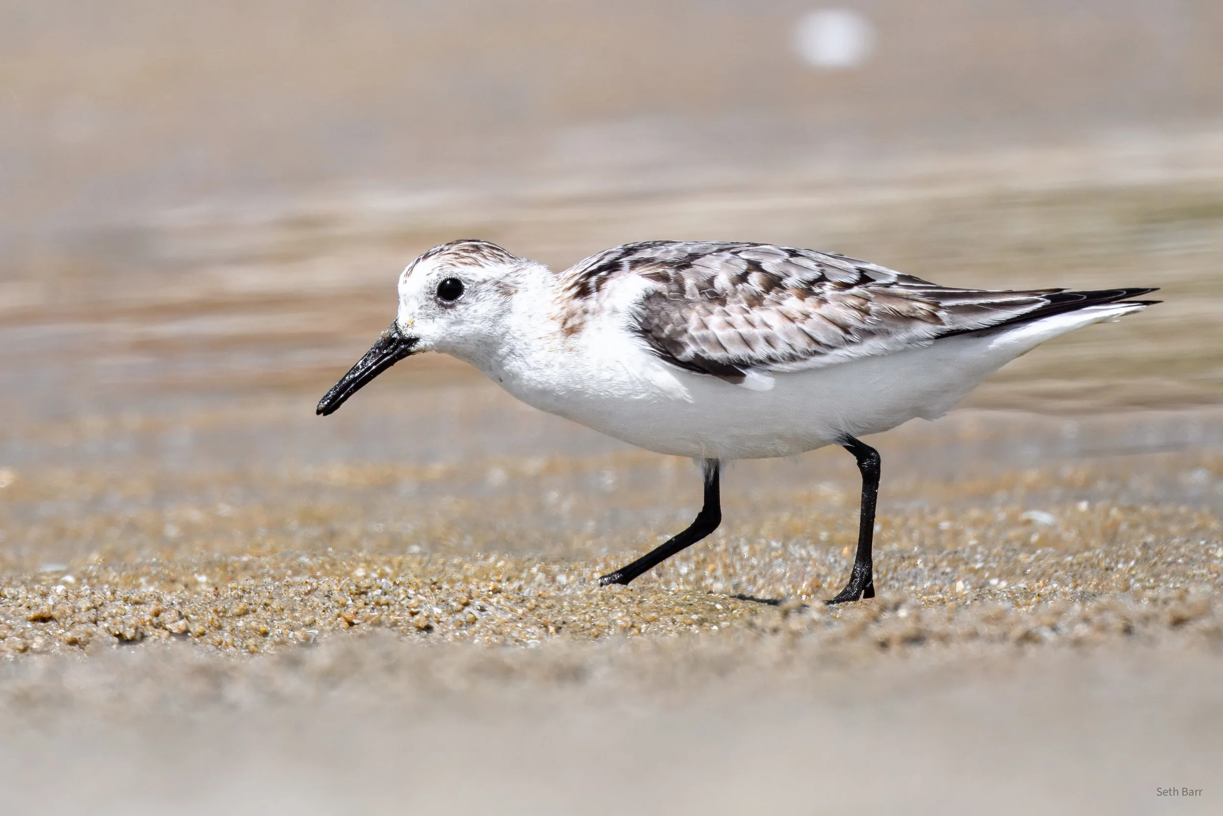 Kentish Plover