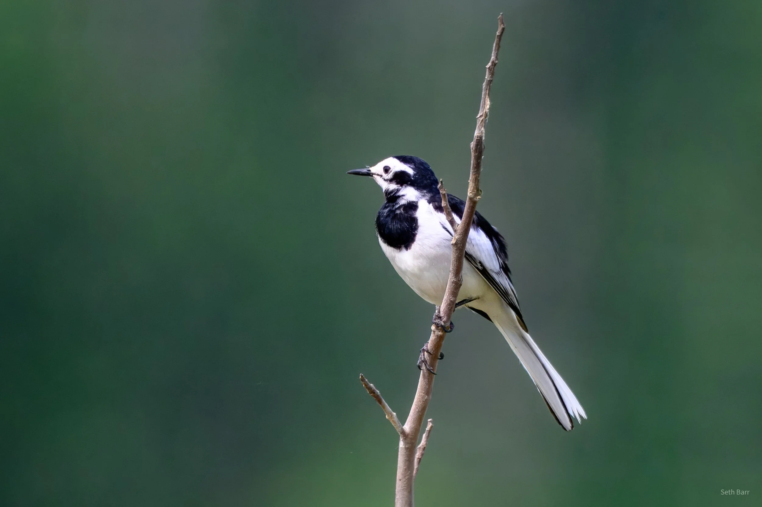 White Wagtail - Shaanxi Province