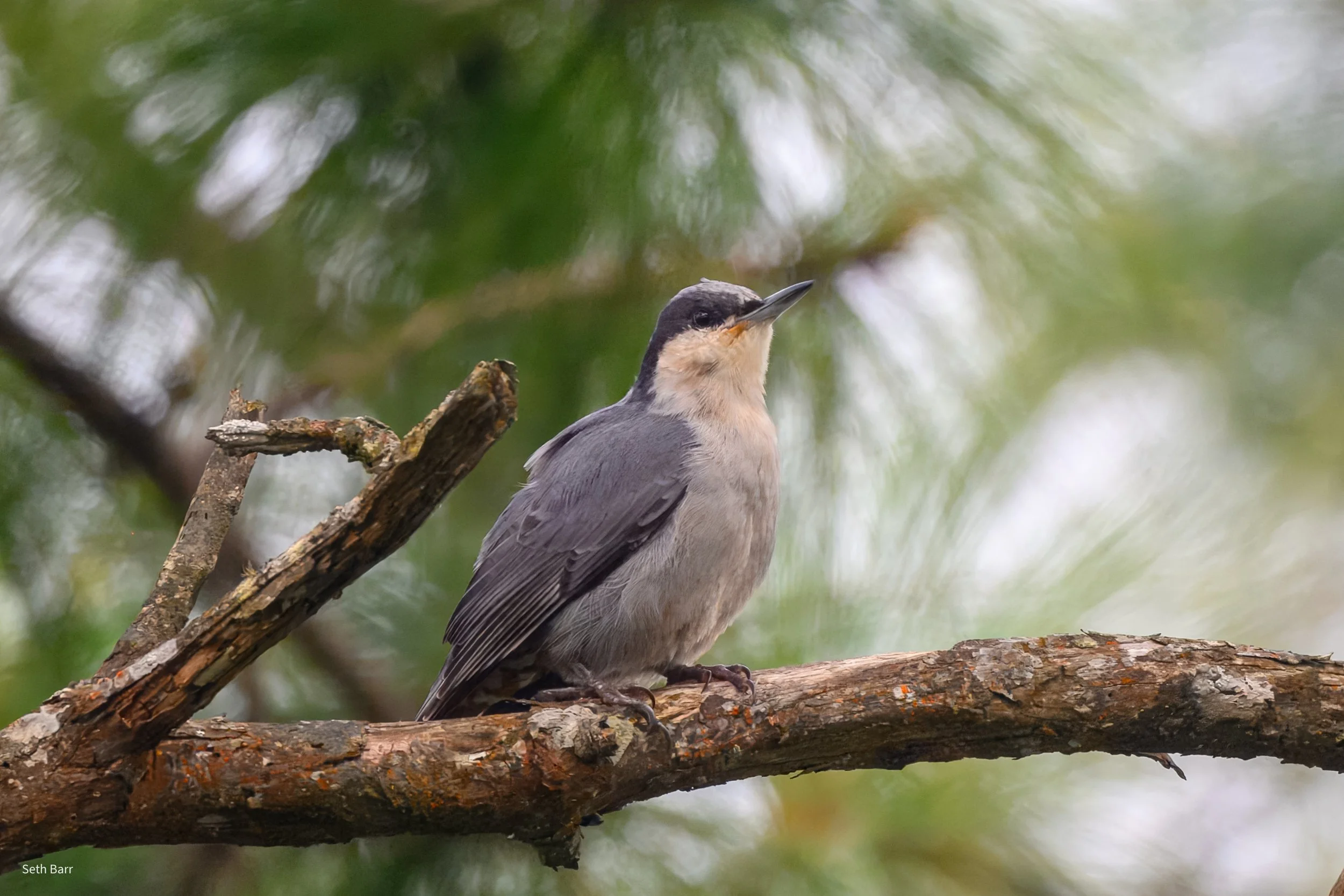 Giant Nuthatch