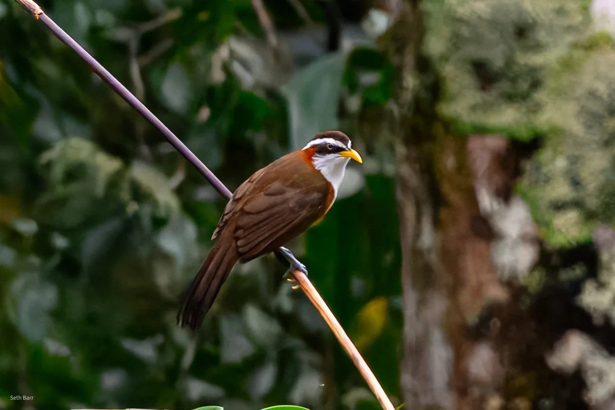 White-Browed Scimitar Babbler