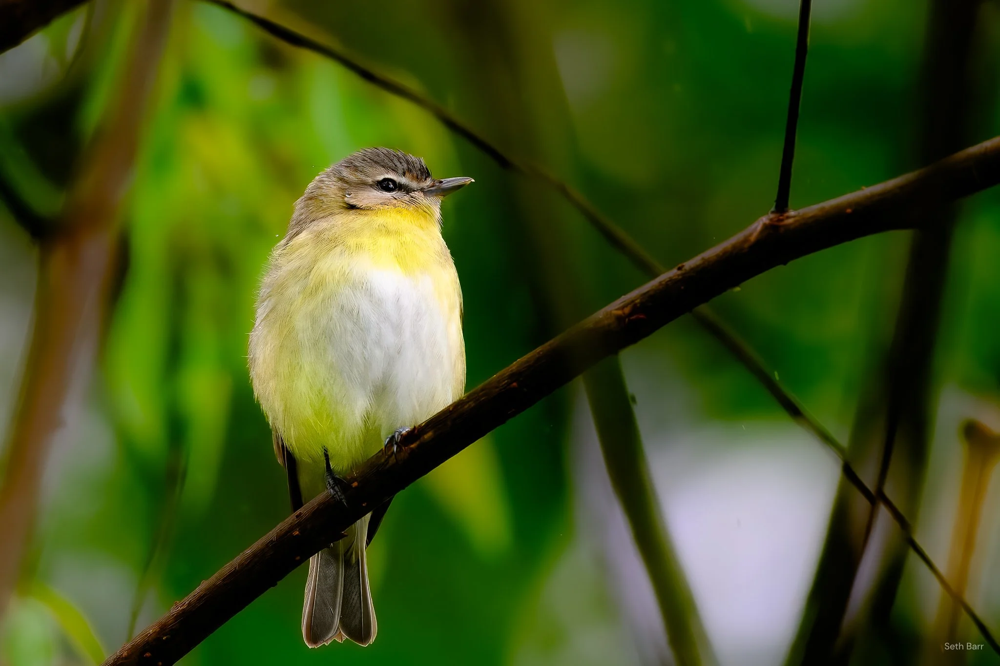 Philadelphia Vireo