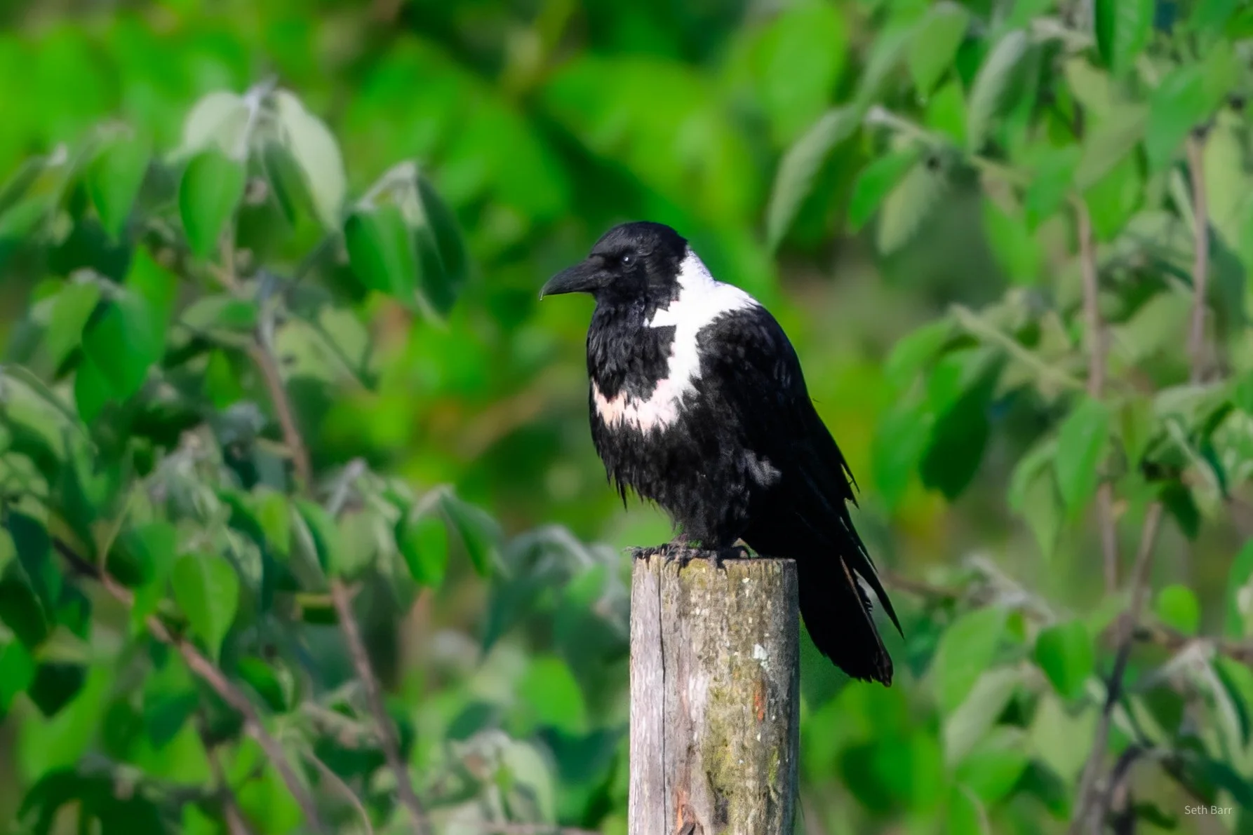 Collared Crow - Shaanxi Province