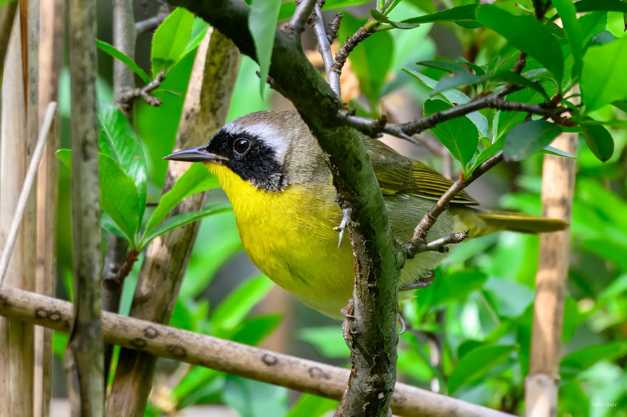 Common Yellowthroat