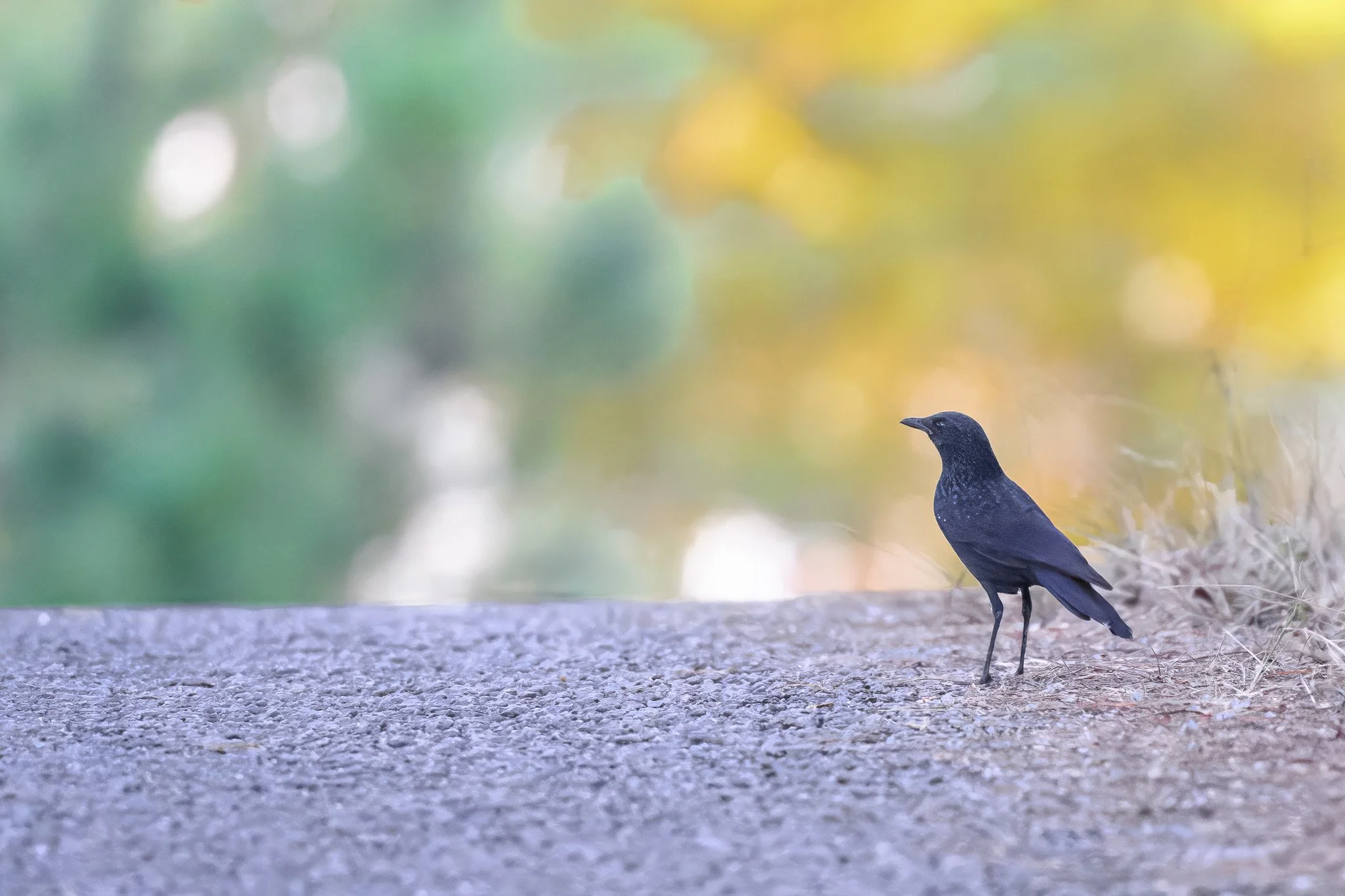 Blue Whistling Thrush
