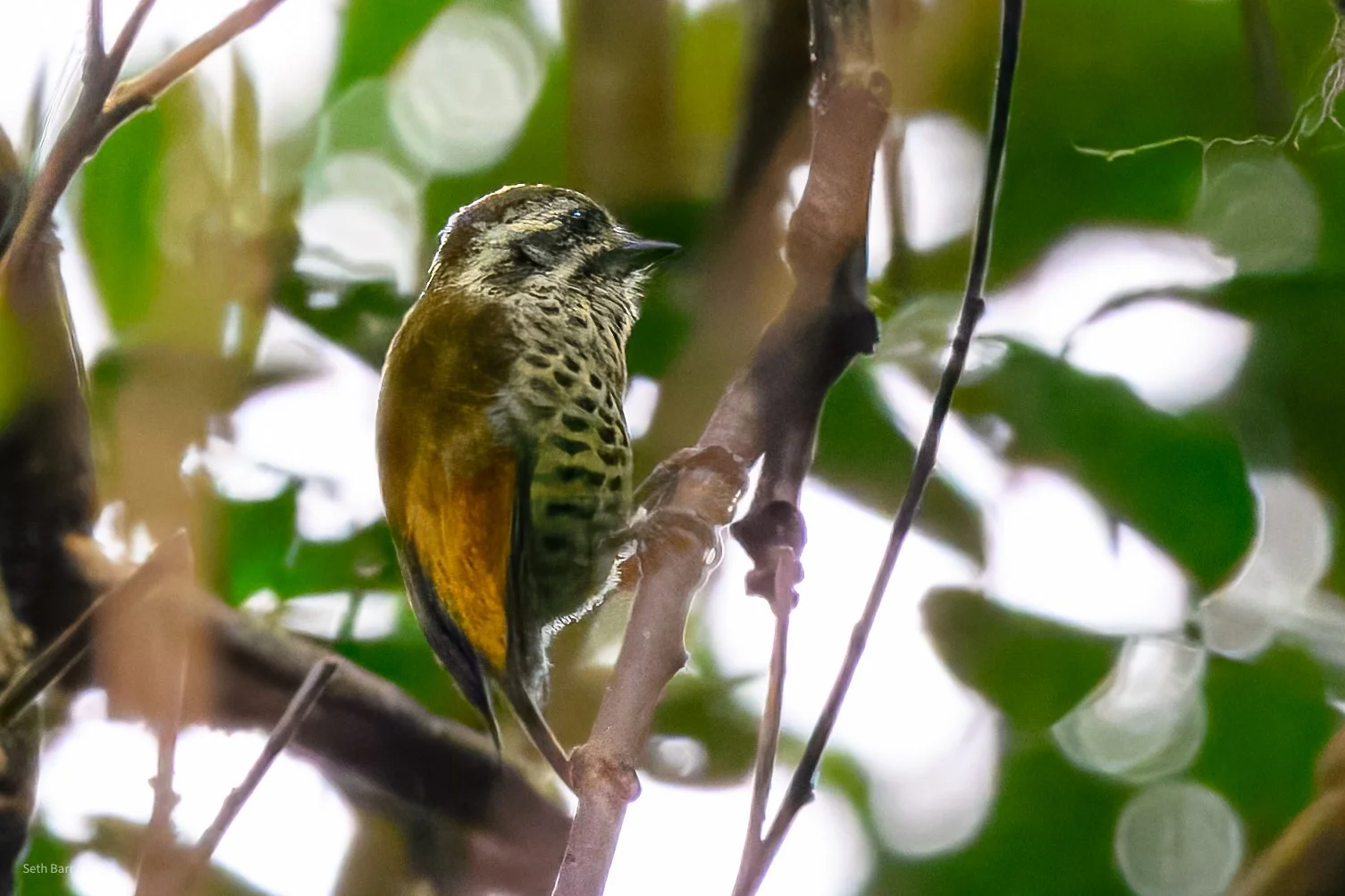 Speckled Piculet