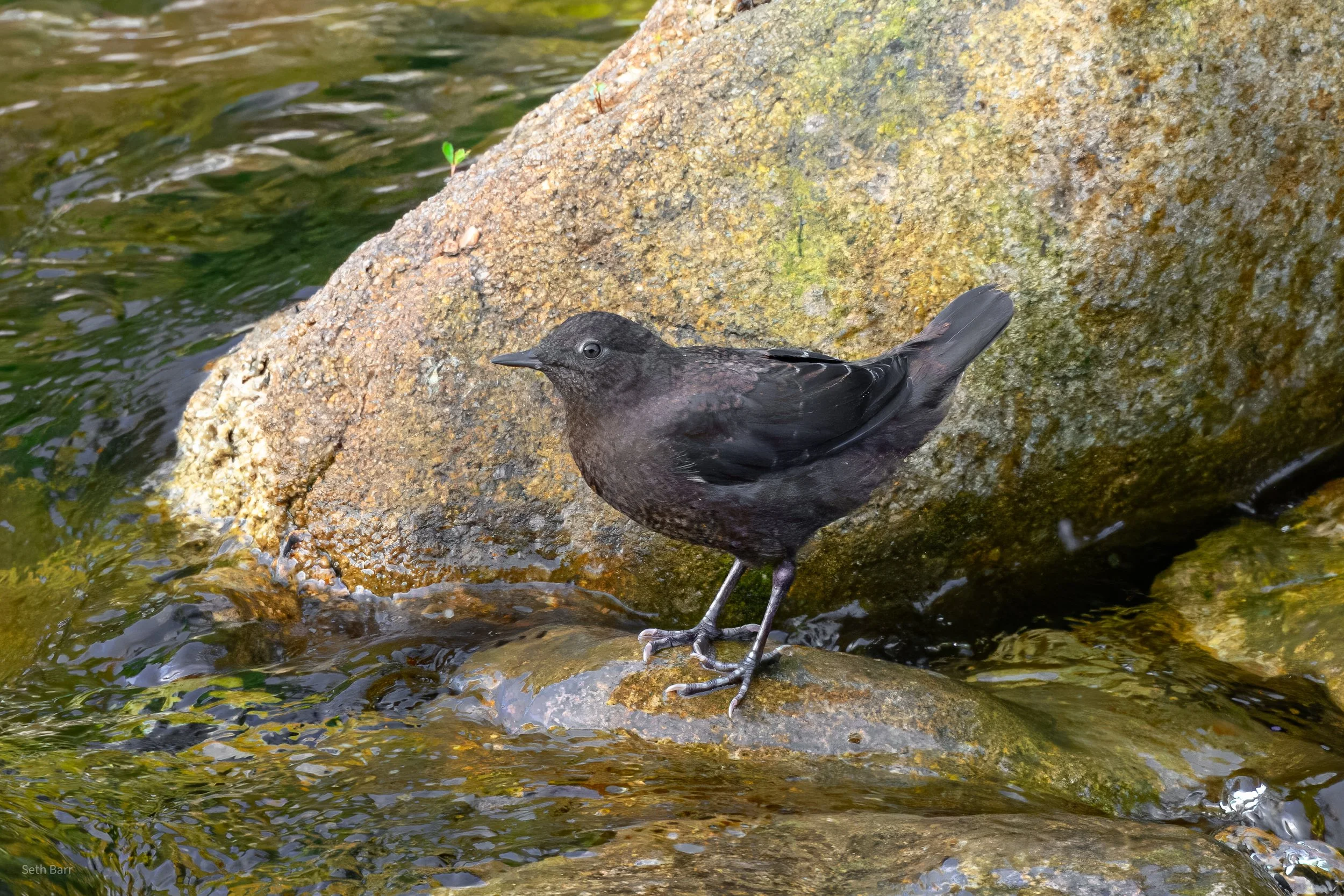 Brown Dipper - Shaanxi Province