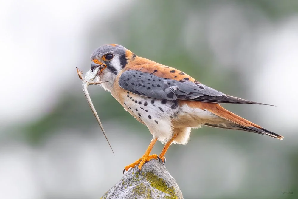 American Kestrel
