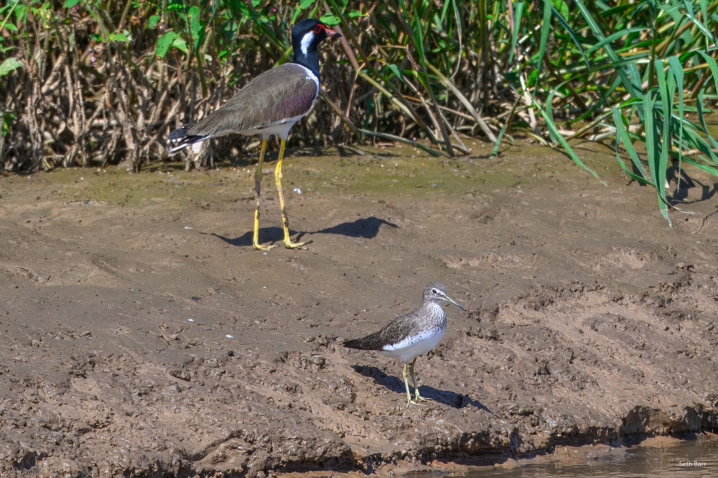 Green Sandpiper