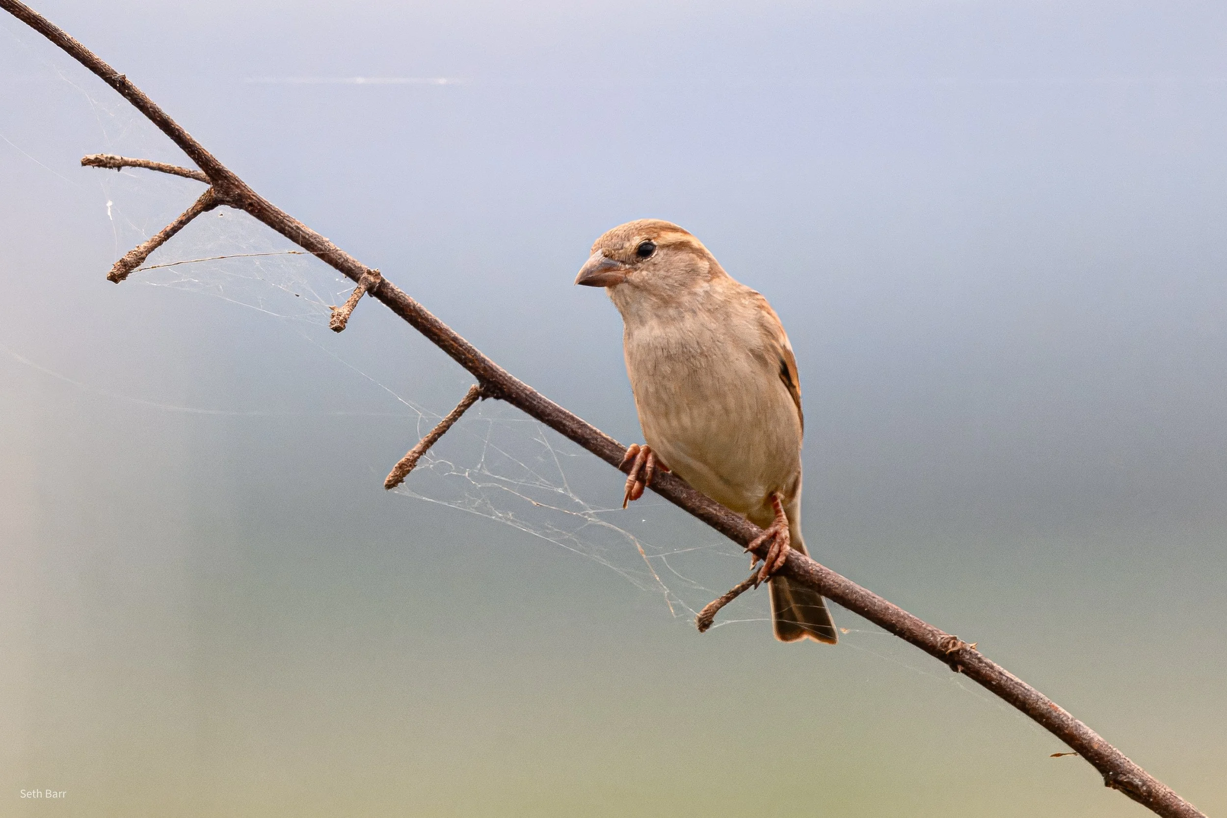 Baya Weaver