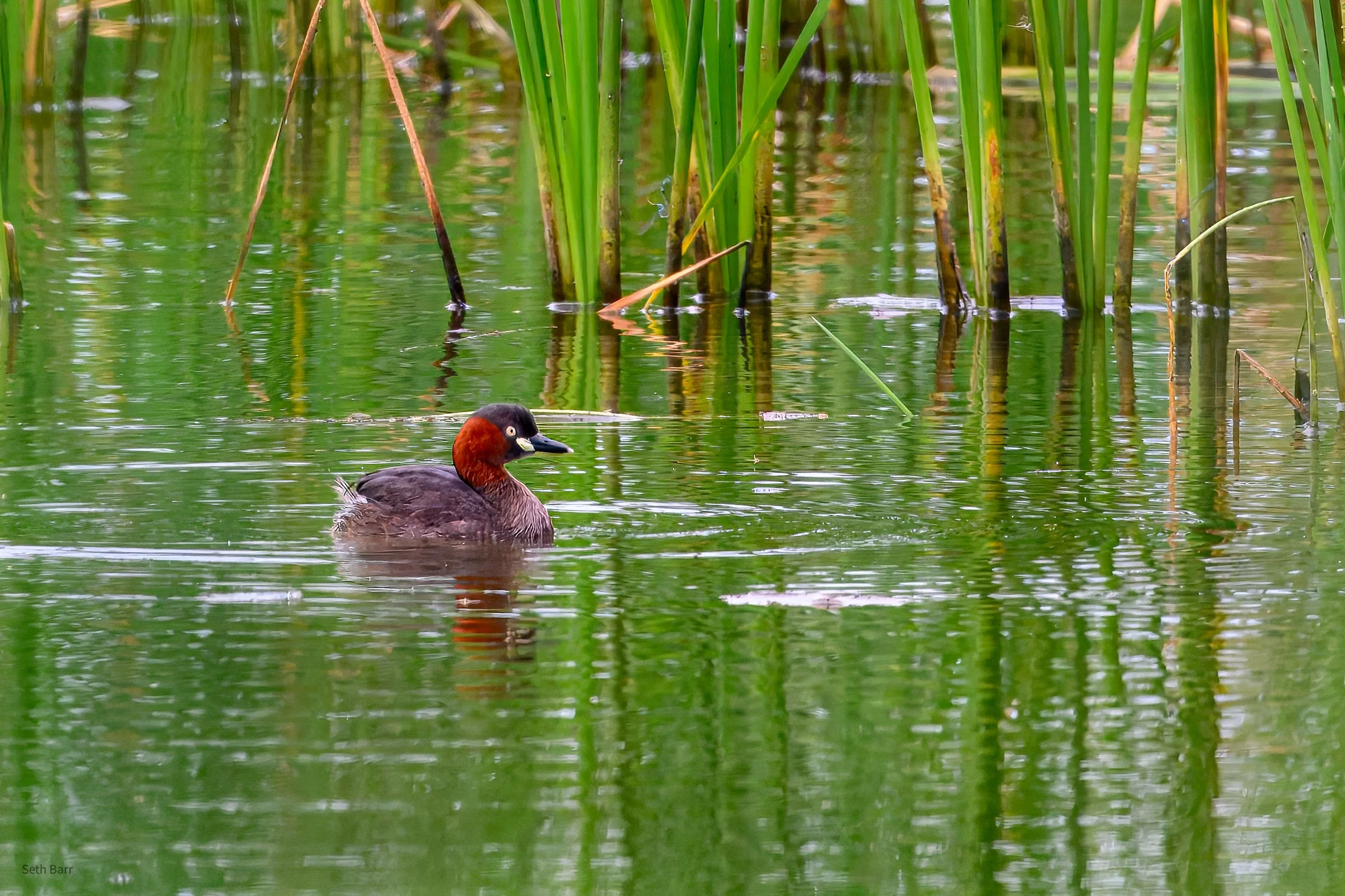 Little Grebe