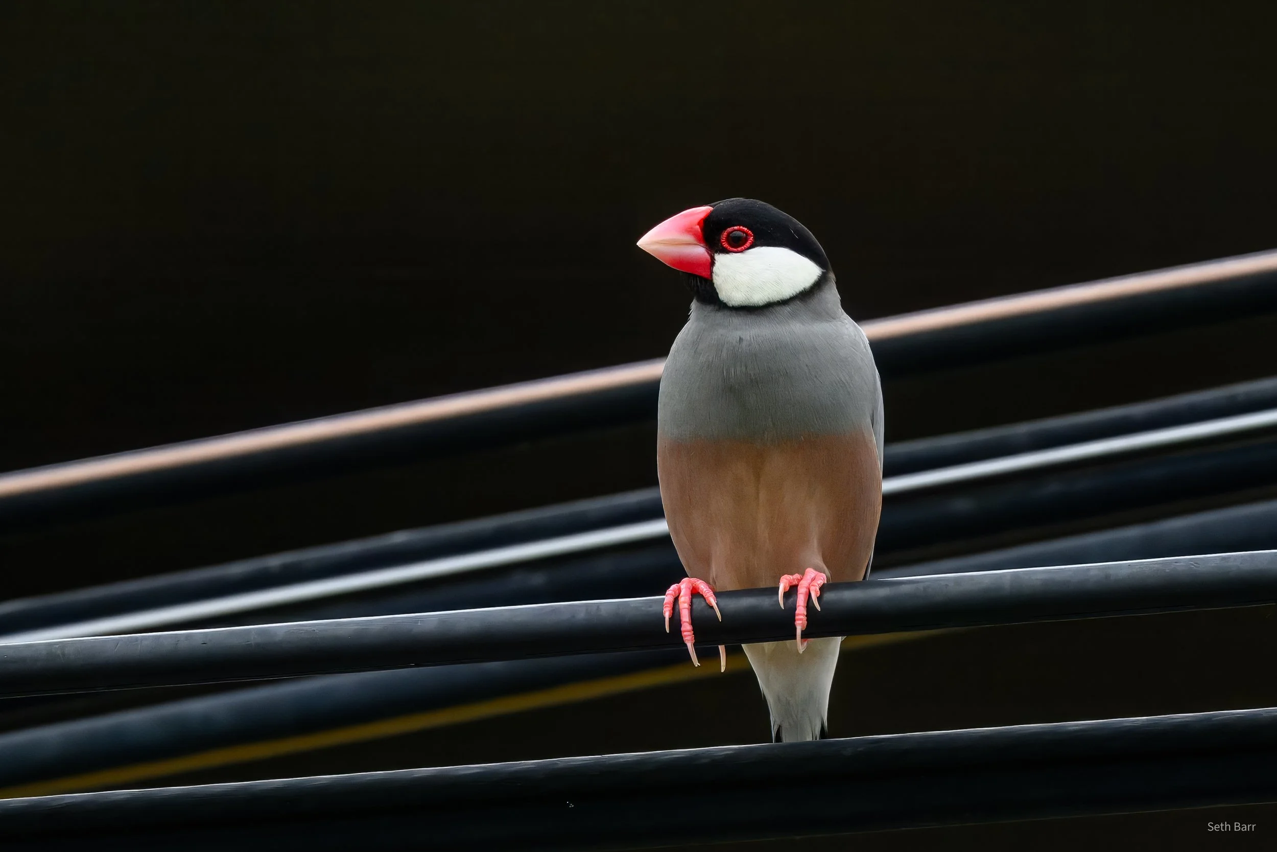 Java Sparrow