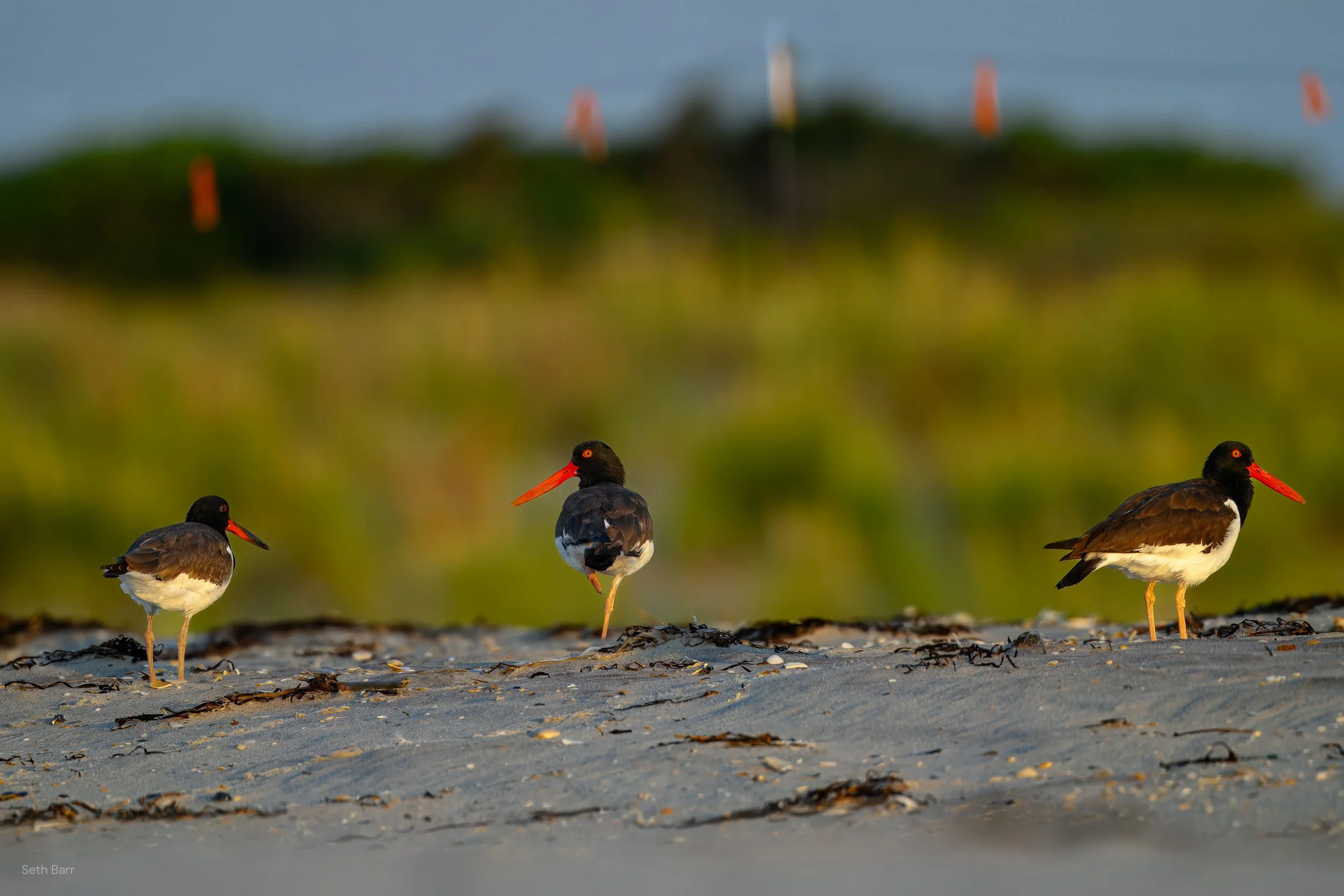 American Oystercatcher