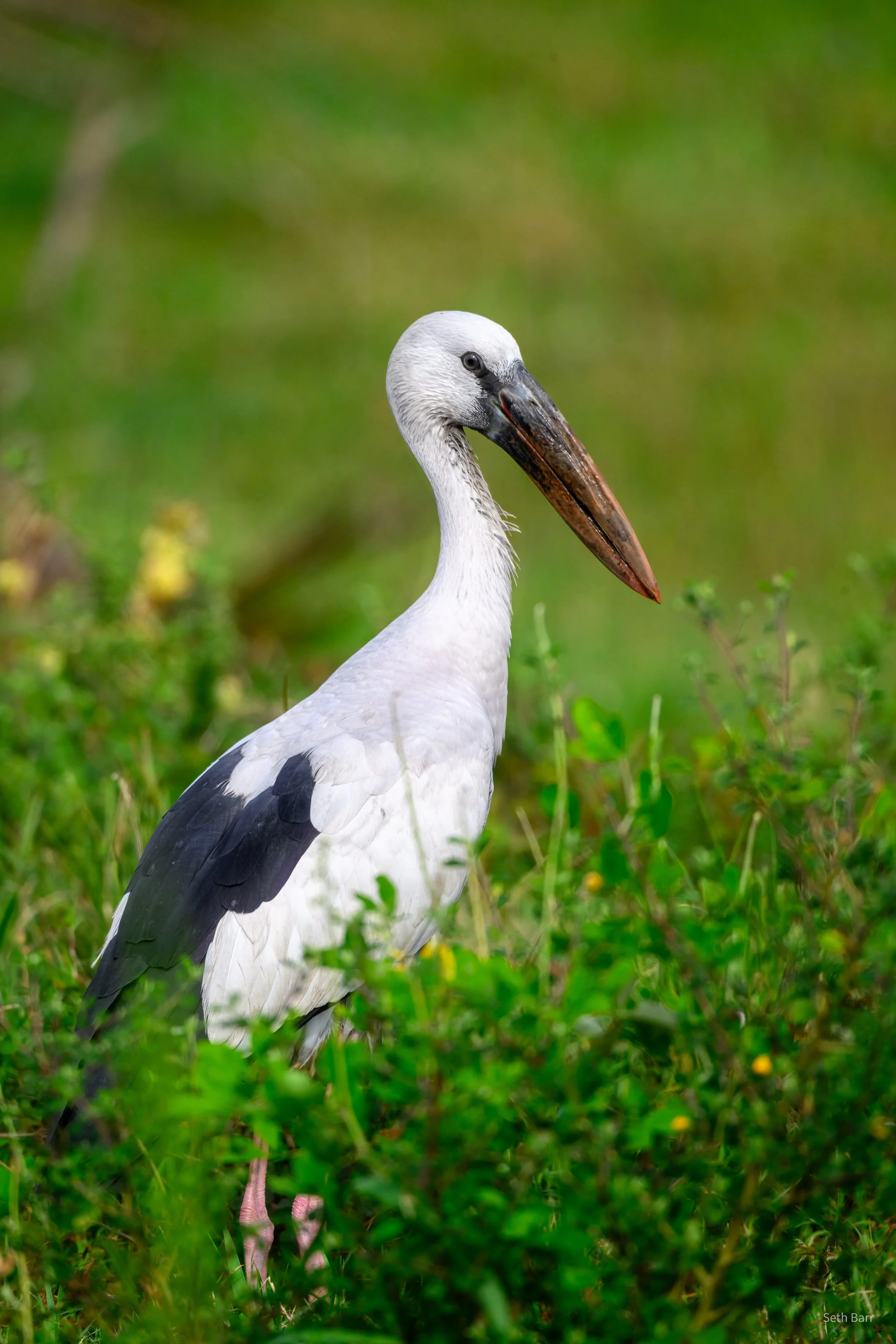 Asian Openbill