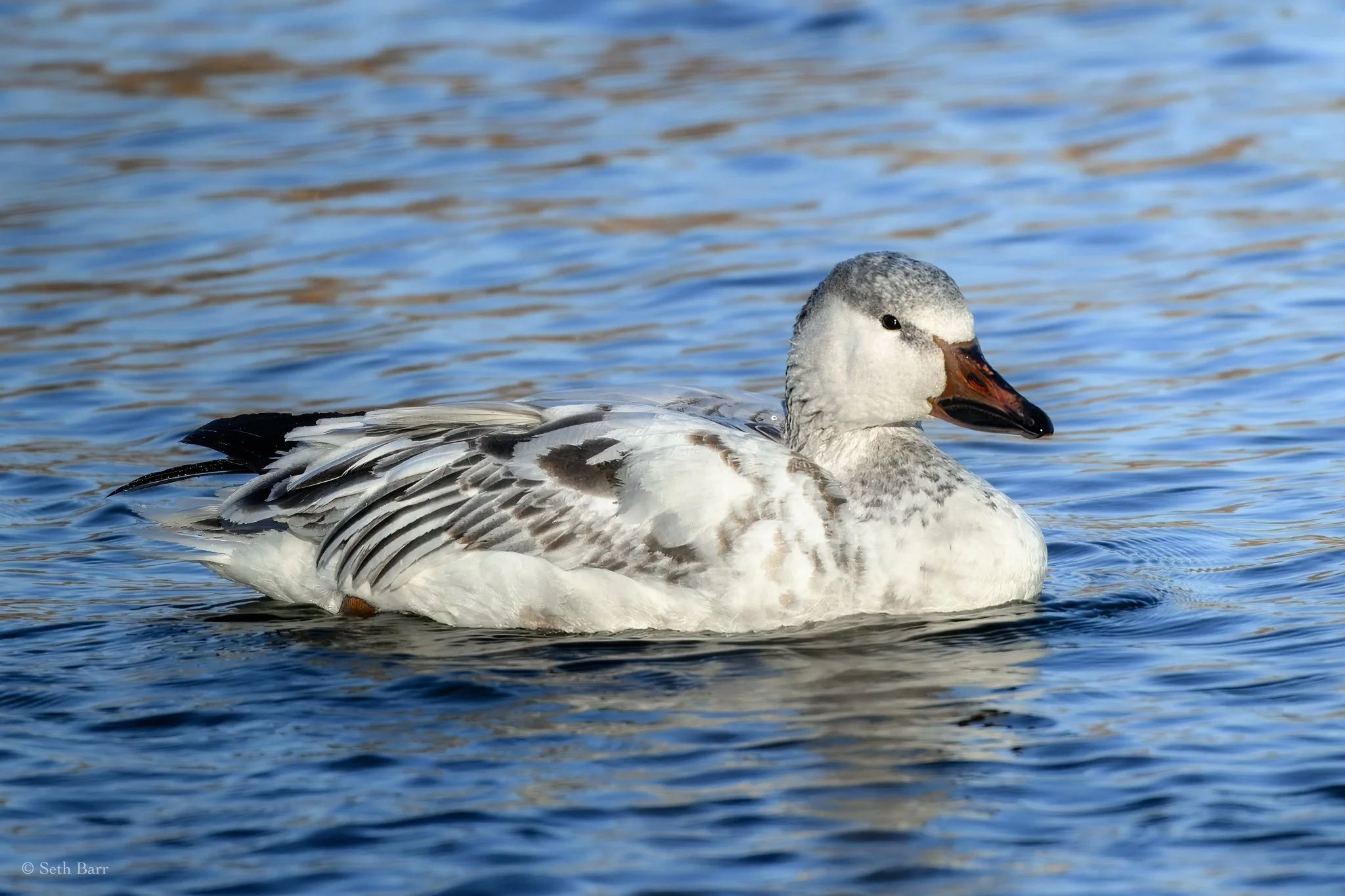Snow Goose
