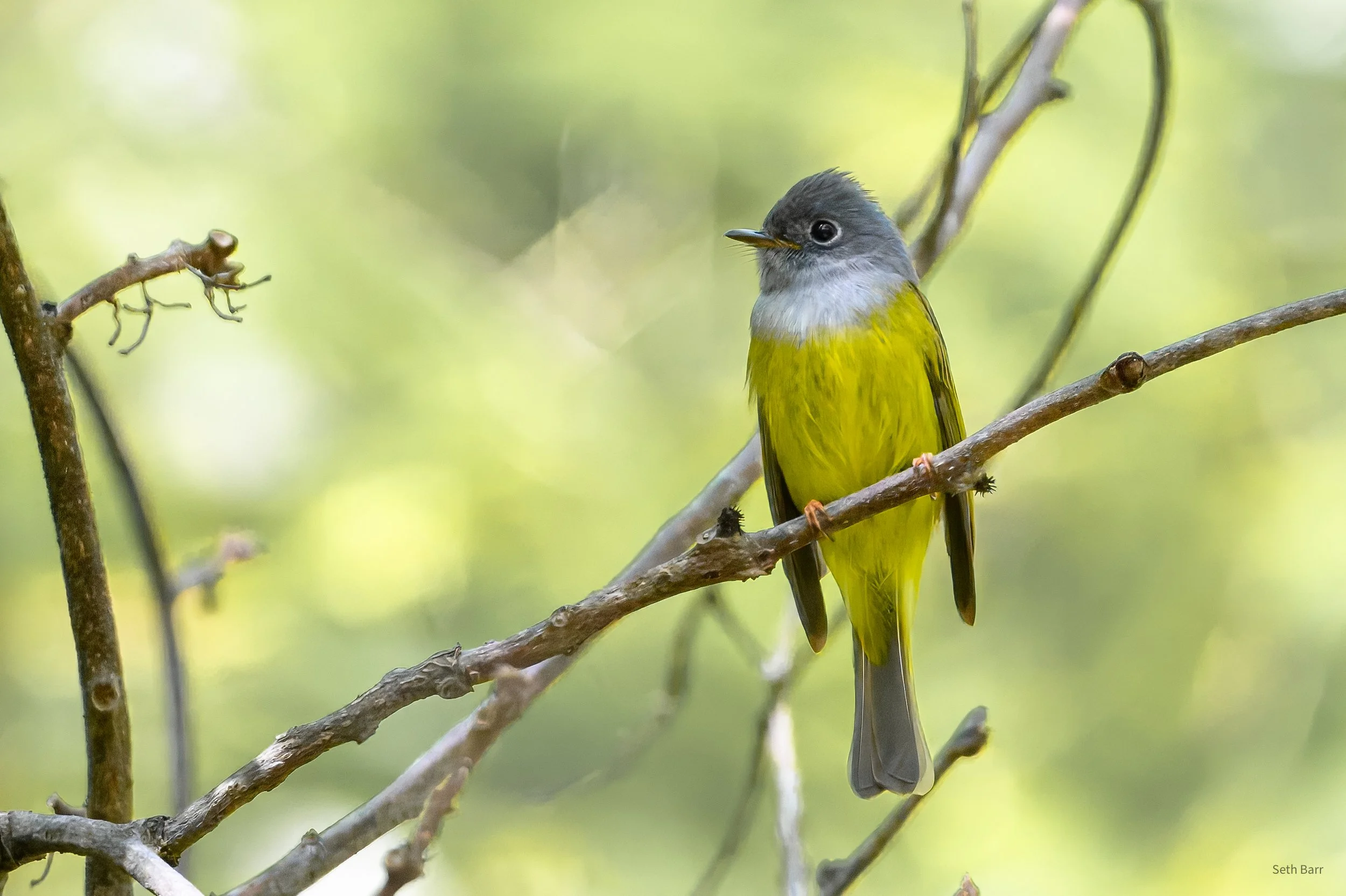 Gray-Headed Canary Flycatcher - Shaanxi Province