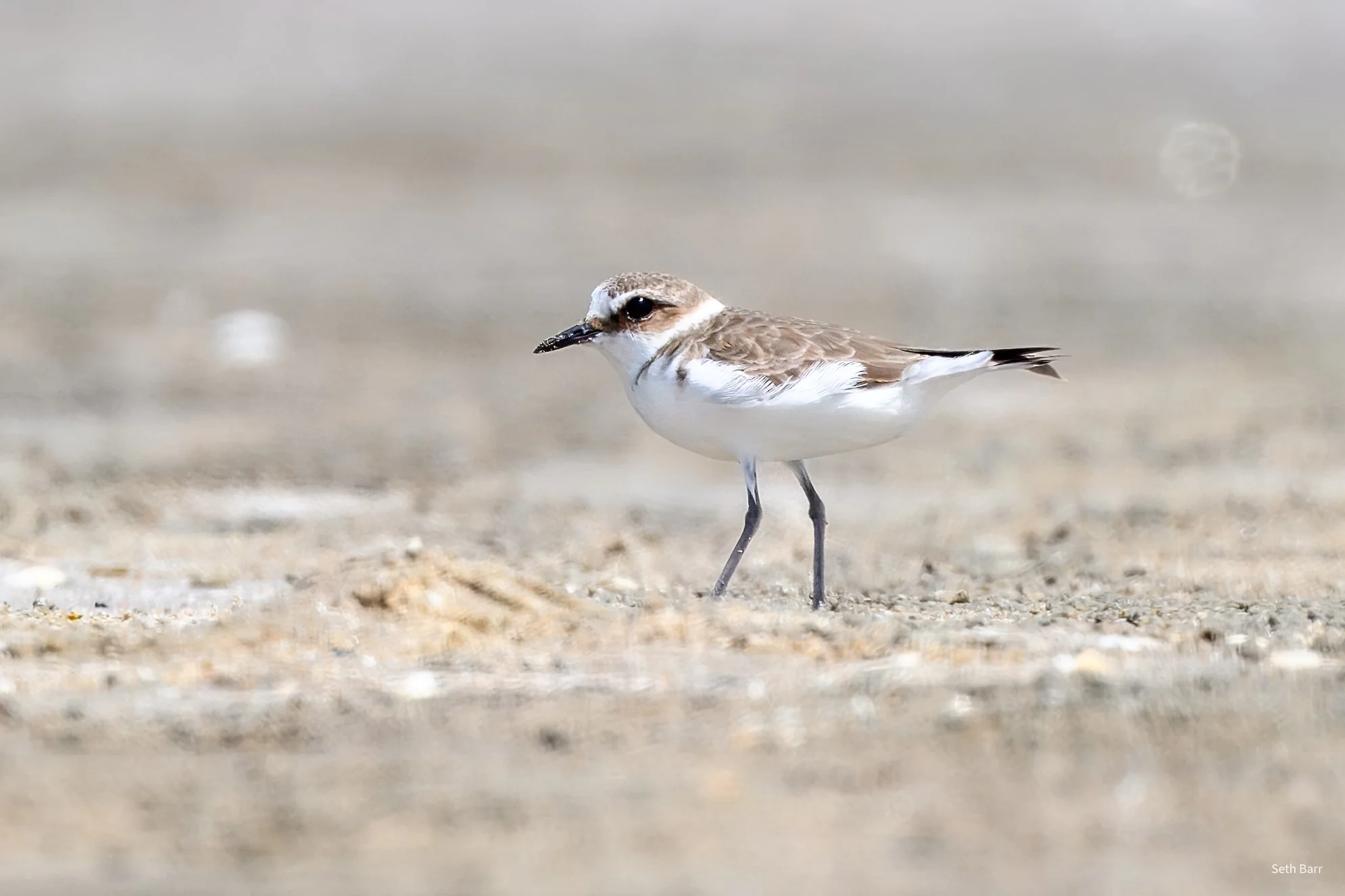 Kentish Plover