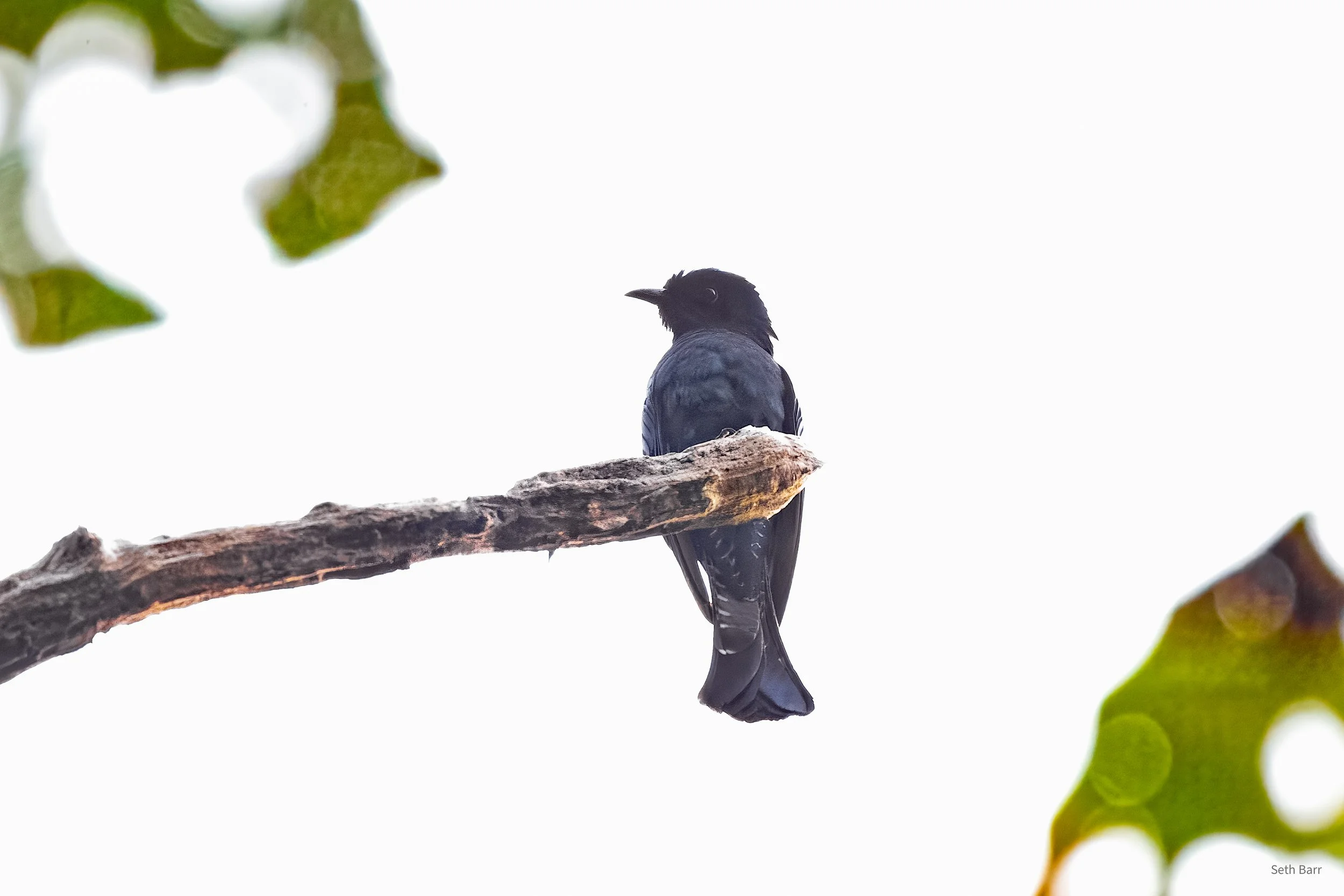 Square-Tailed Drongo Cuckoo