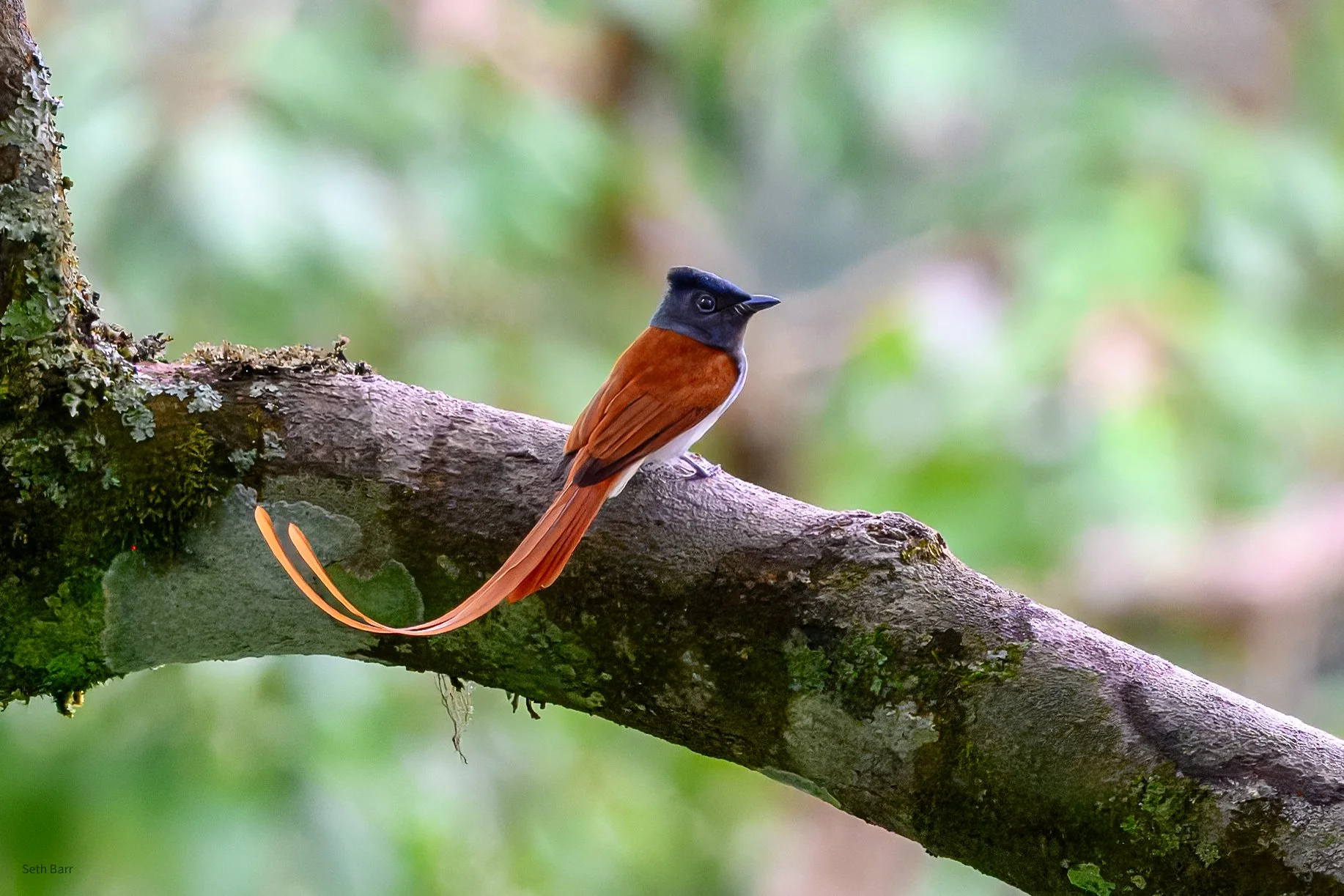 Blyth's Paradise Flycatcher