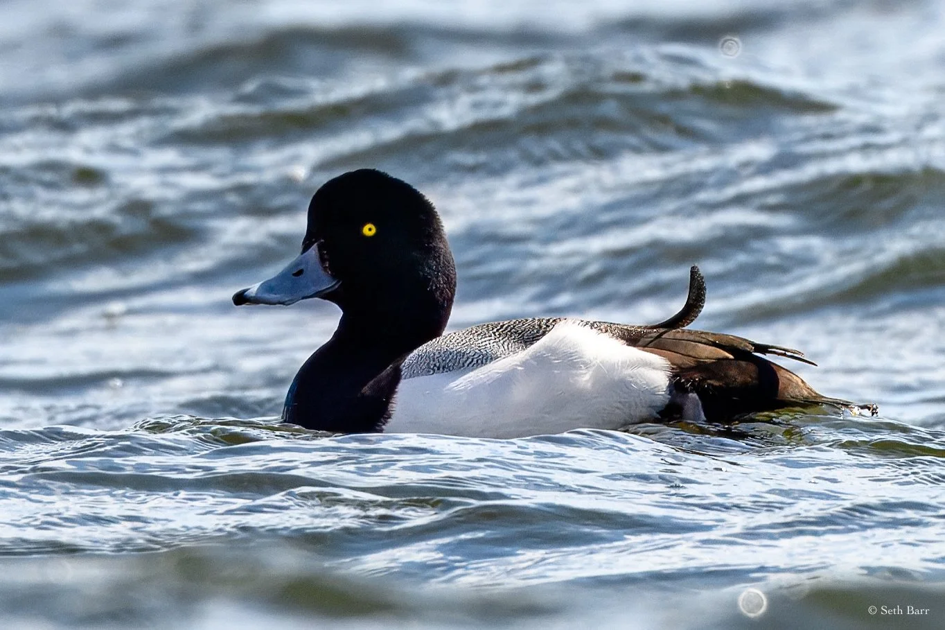 Greater Scaup