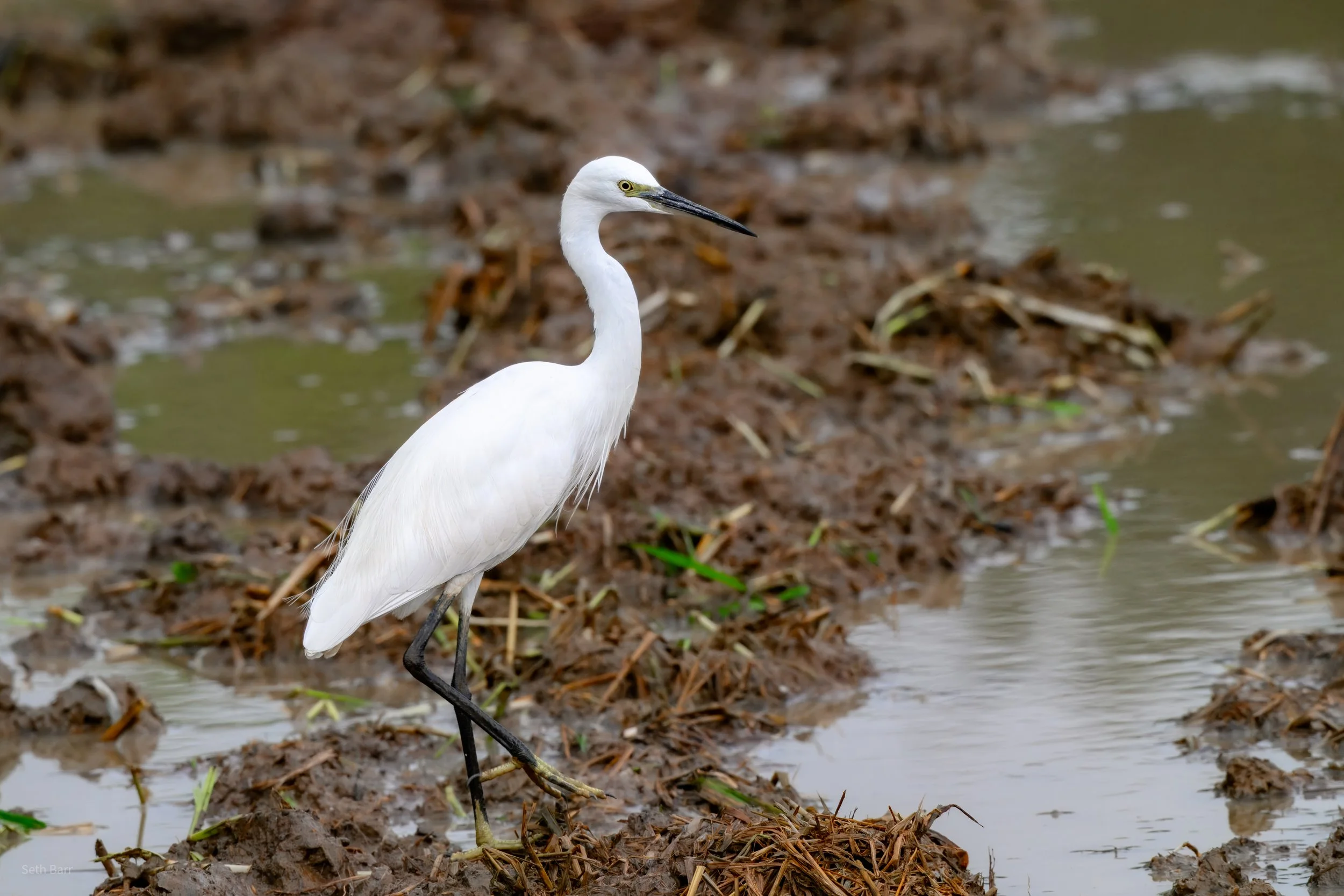 Little Egret