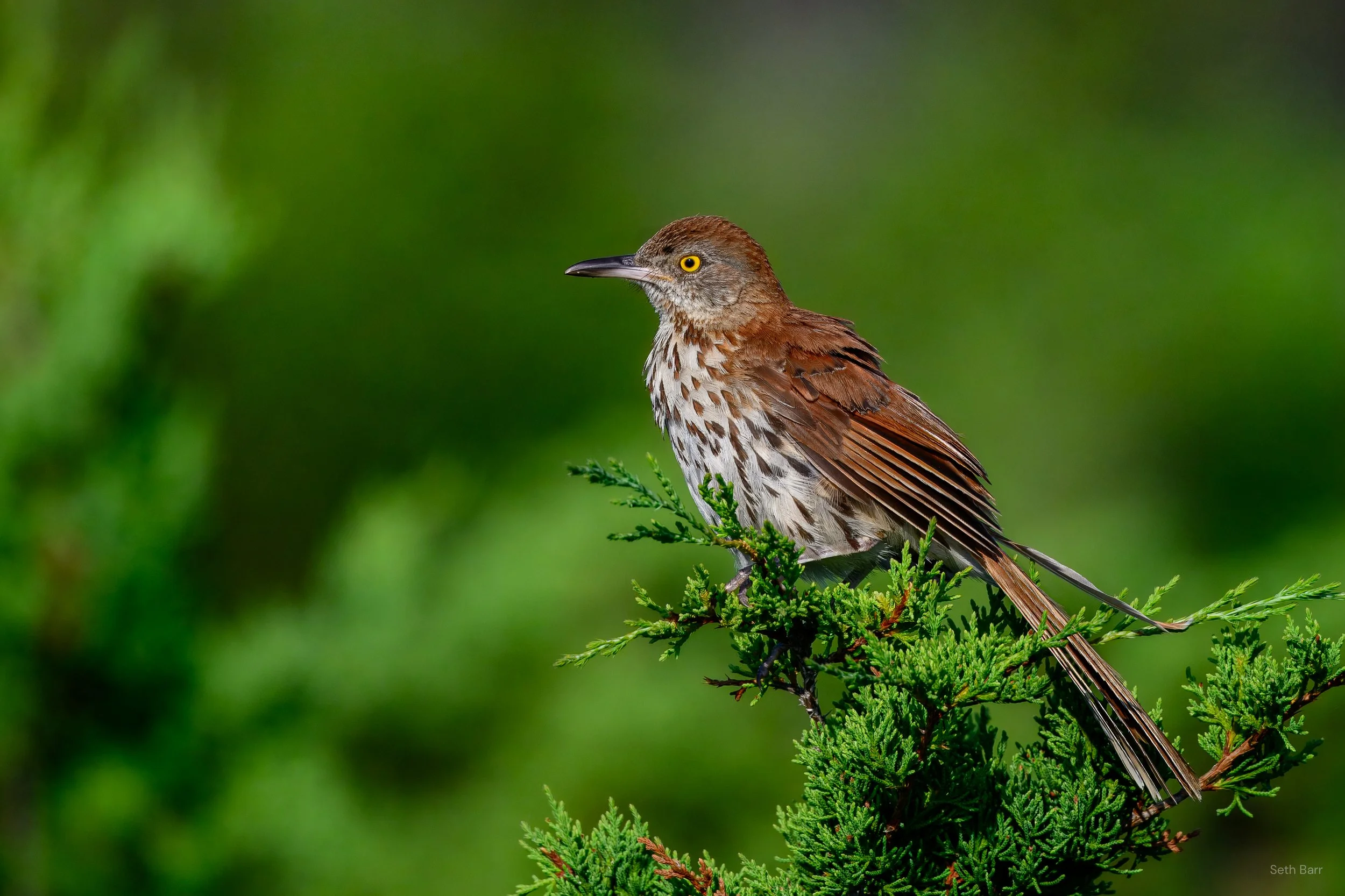 Brown Thrasher