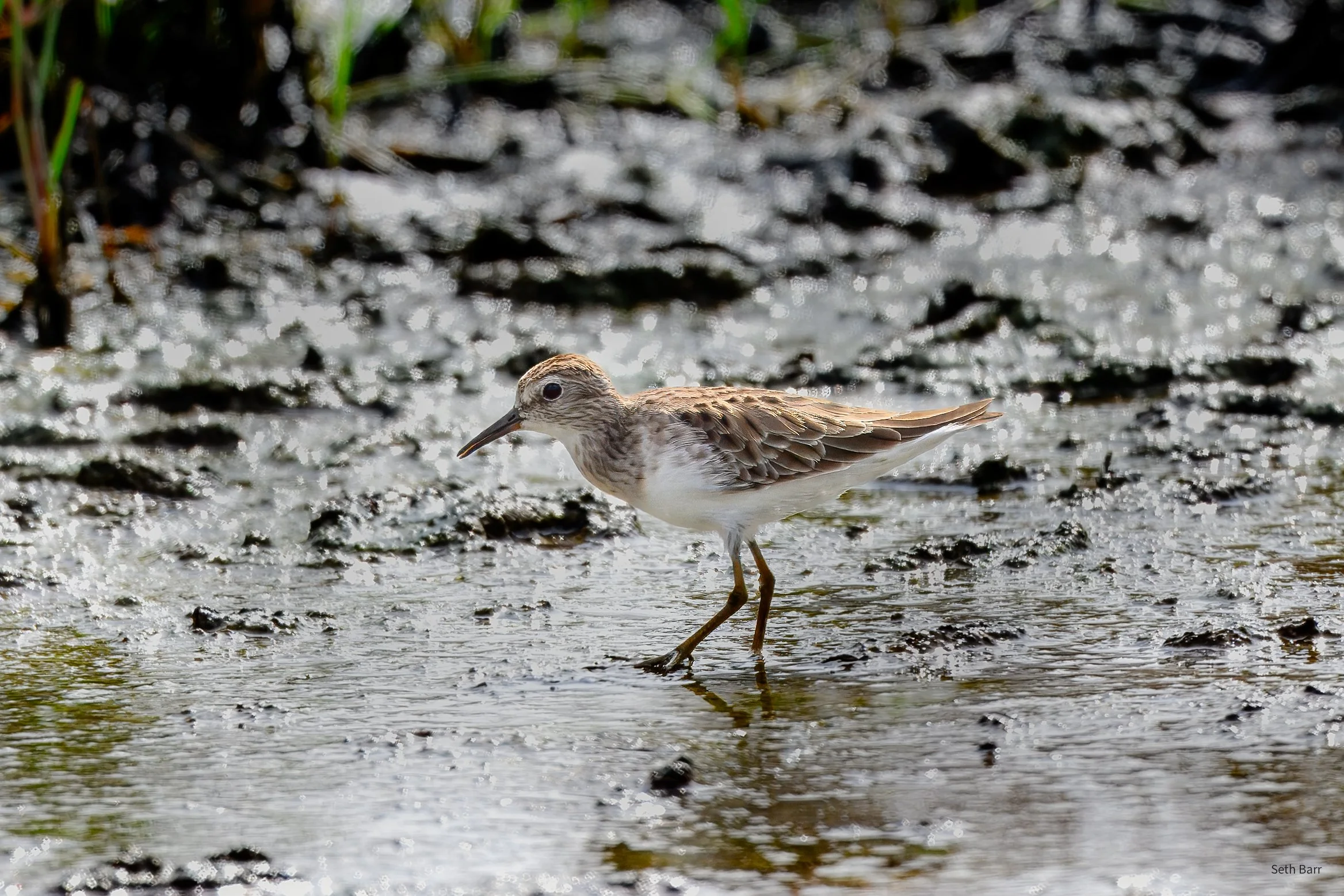 Long-Toed Stint