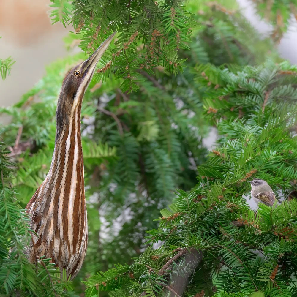 American Bittern