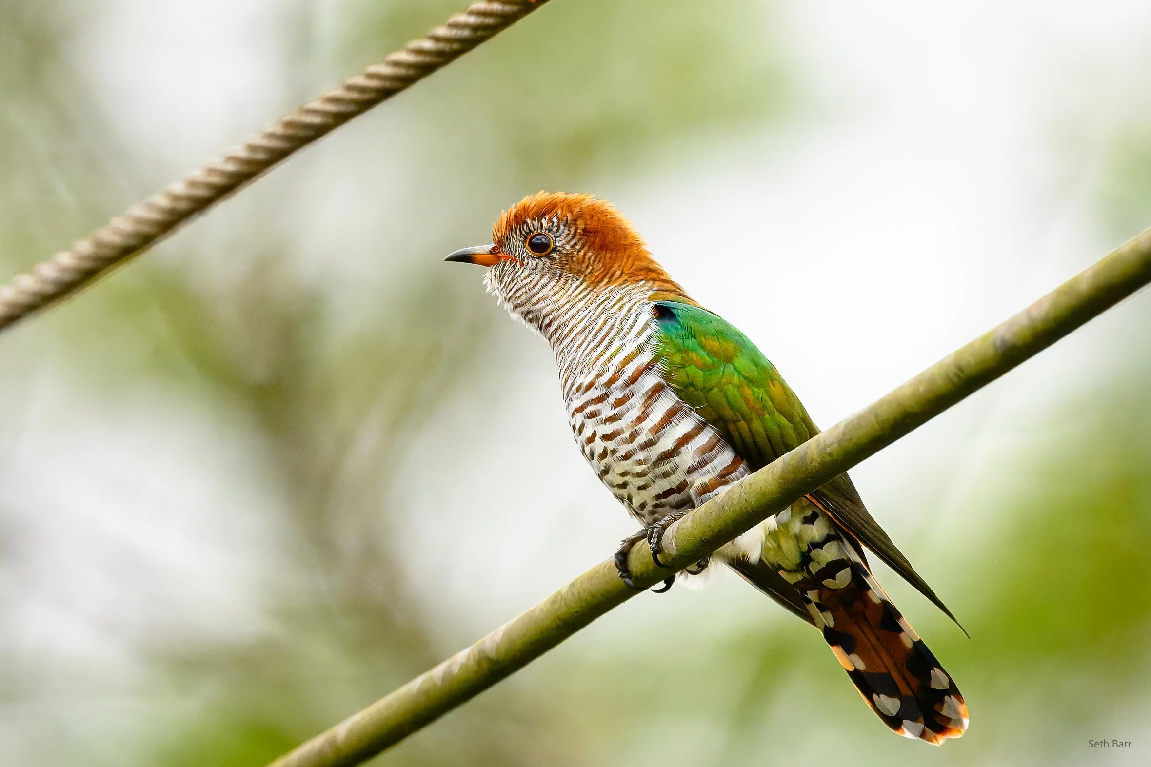 Asian Emerald Cuckoo